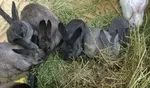 Litter box training rabbits is not complicated. Just as cats, rabbits gravitate naturally to the litter box. 