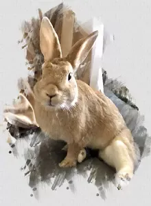 Bloat in rabbits is one of the most serious, painful health conditions. The faster you treat it, the better the rabbit has a chance to survive it. 