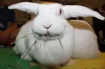 There are many types of hay for rabbits. It should be at least 75% of a rabbit's diet, and the bunny should have an unlimited supply.