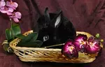 What is rabbit-safe litter and how do I use it? There are a lot of options out there and you need to keep in mind how your bunny is going to use the box.  