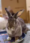 Rabbit pellets are another topic that can cause a great deal of debate in the rabbit community.