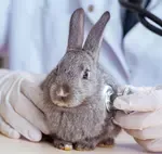 Identifying rabbit pain can be tricky for us owners. Since rabbits are prey animals, they do not like to advertise when they are not feeling well.