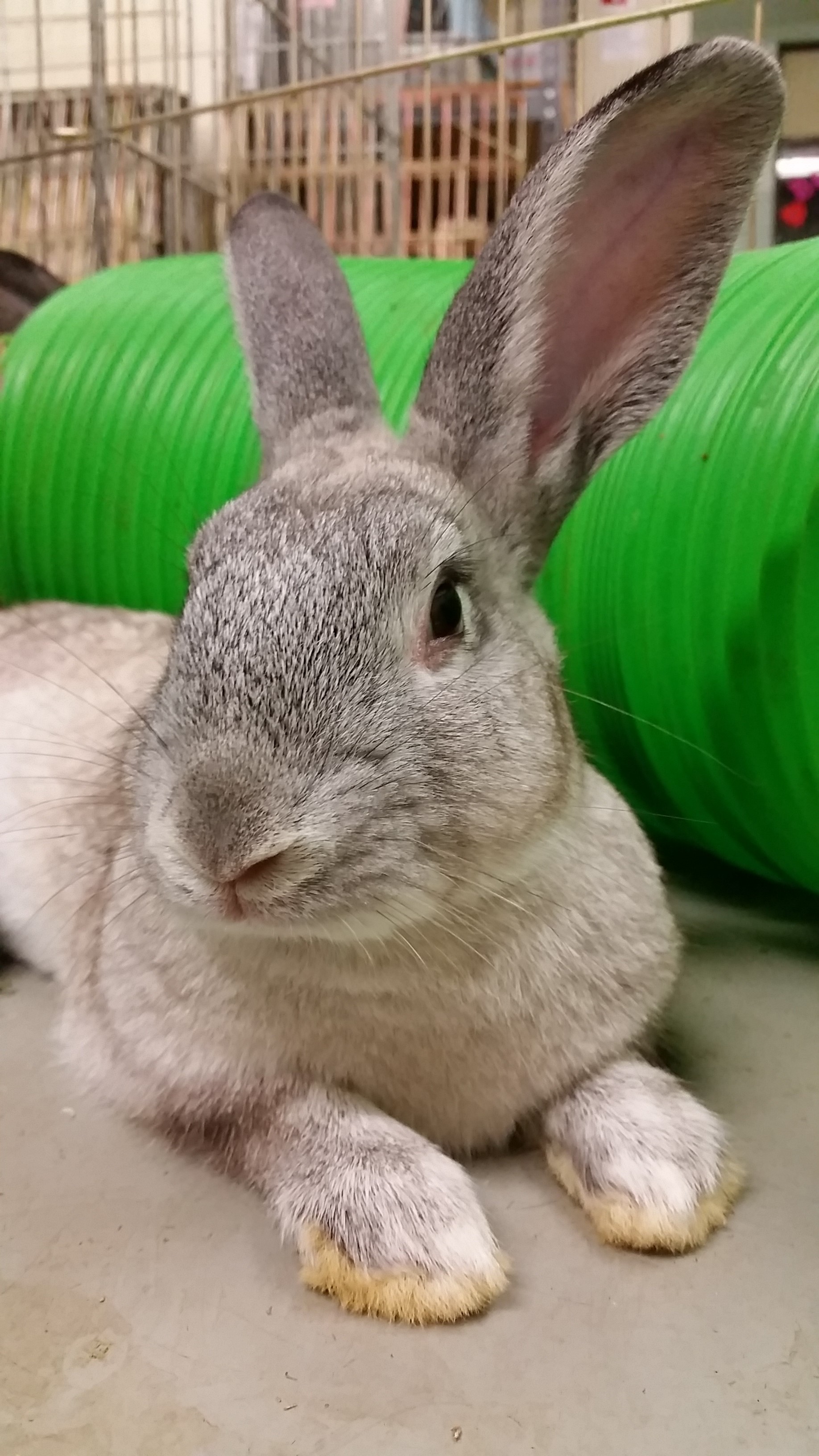 Shopping Rabbit Supplies