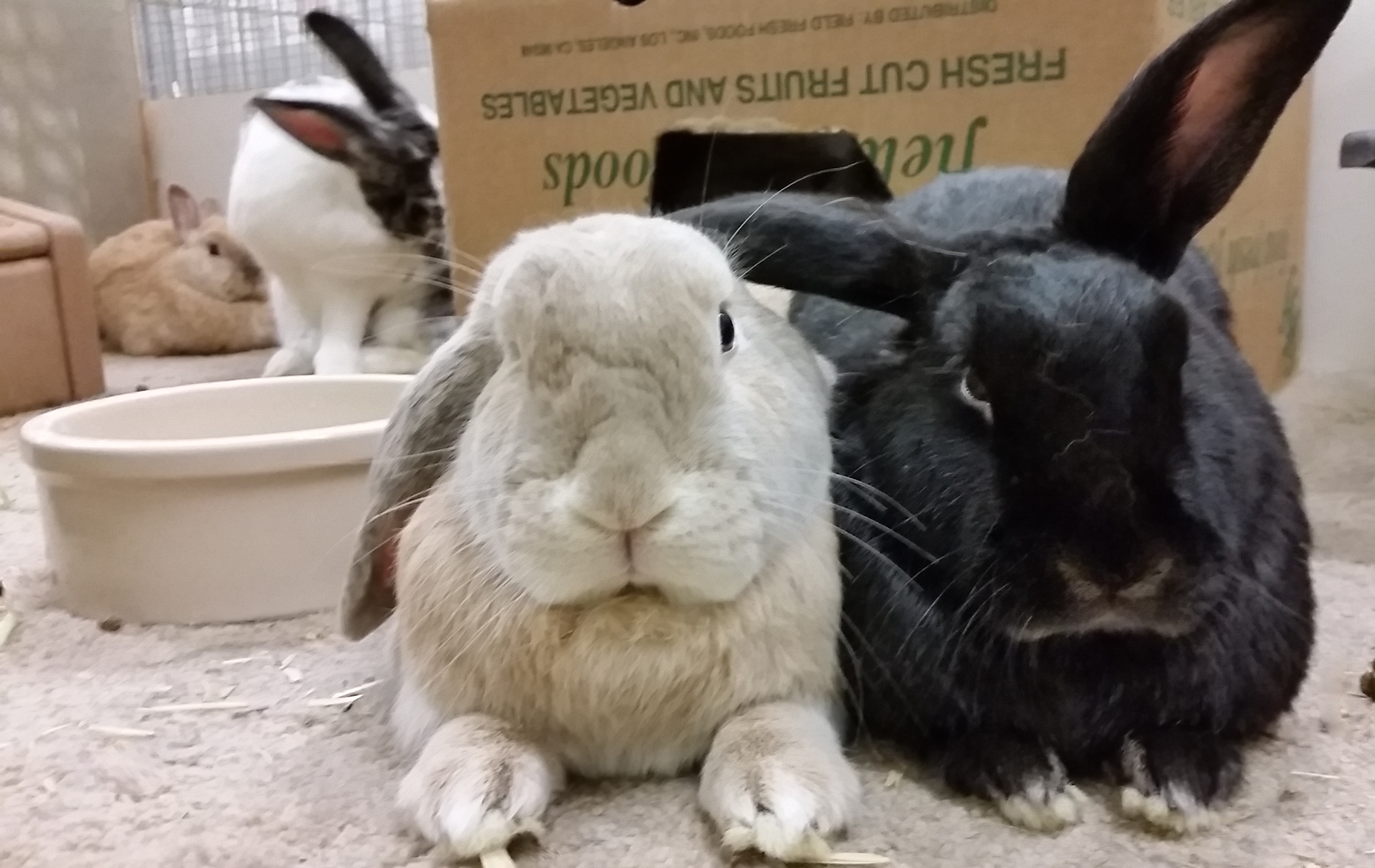 Handling Wild Rabbits Safely: Avoiding Bites - 430e31g
