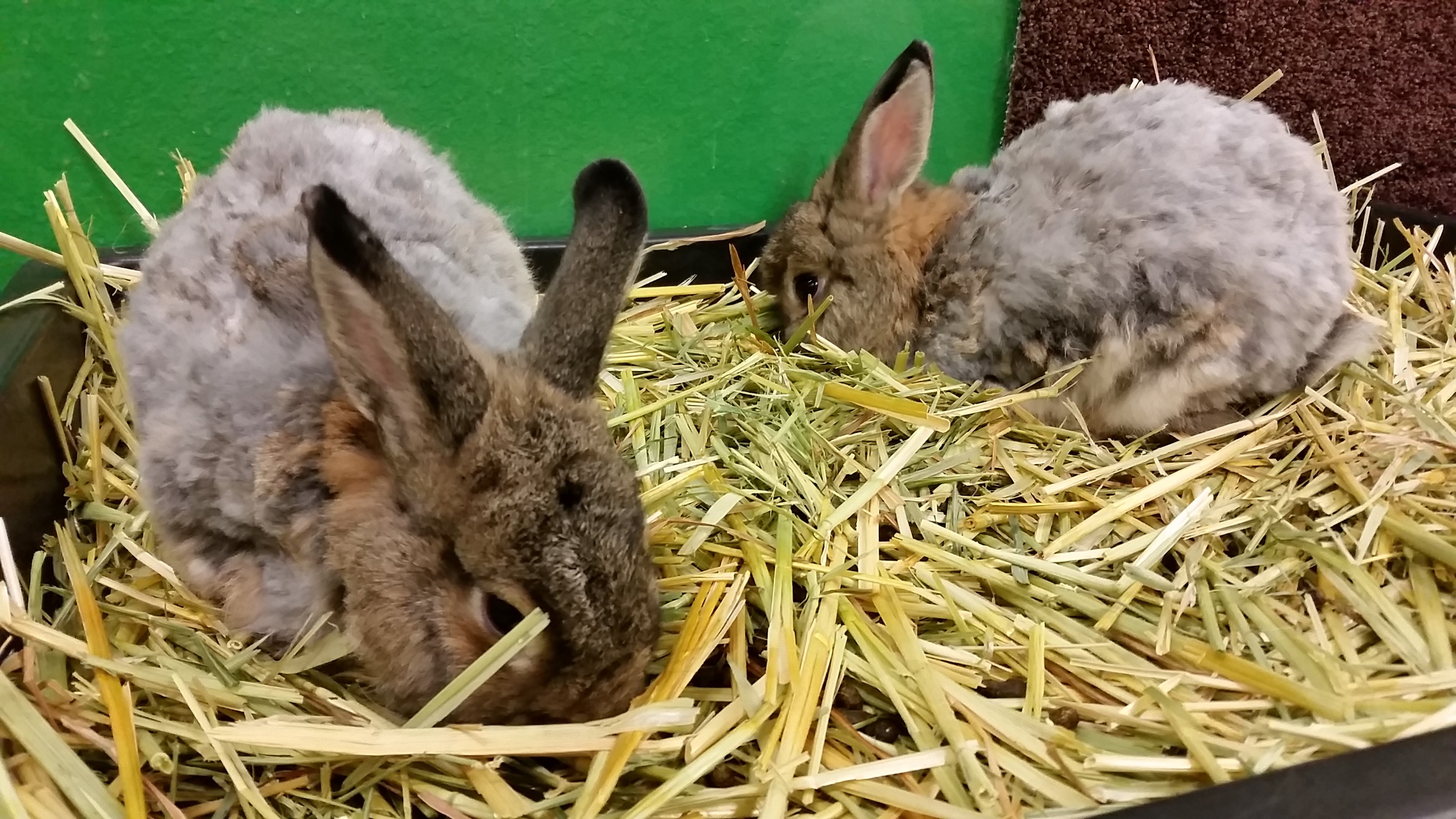 is pasture hay good for rabbits