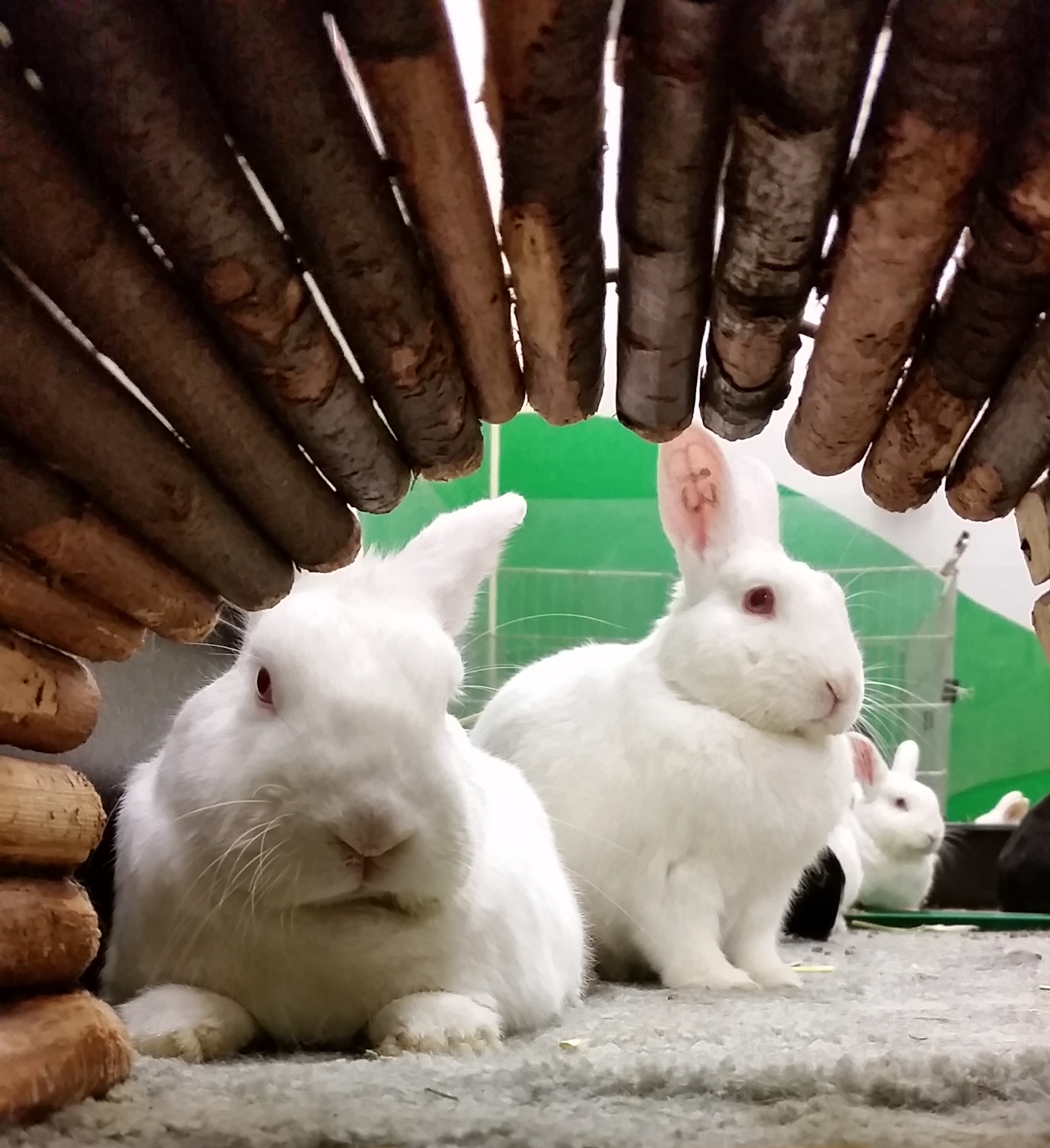 Shopping Rabbit Supplies