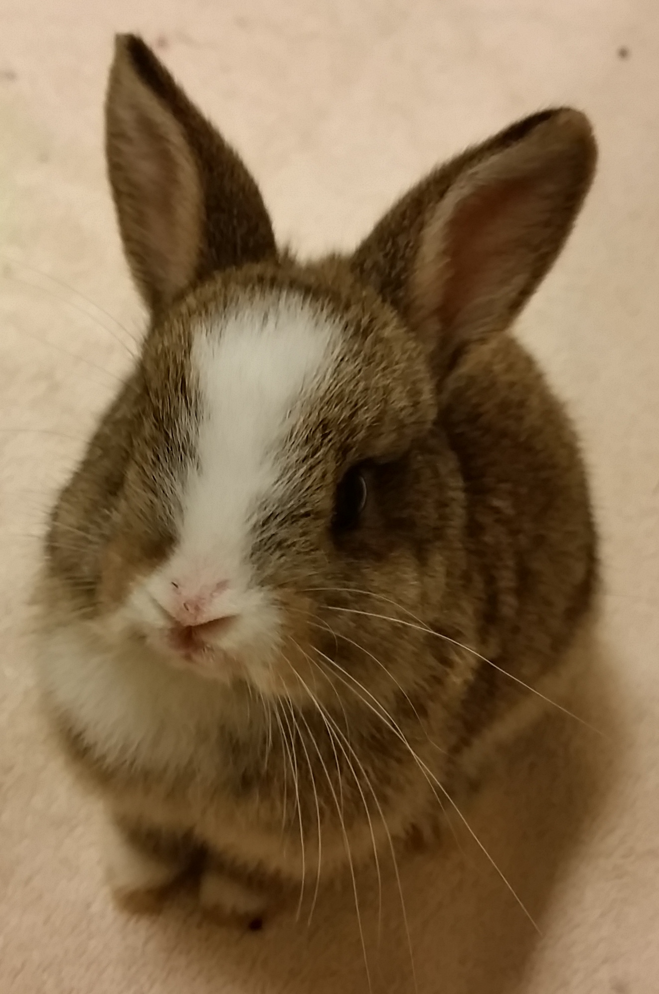 Bunny-proofing your home is an essential part of bunny ownership. 