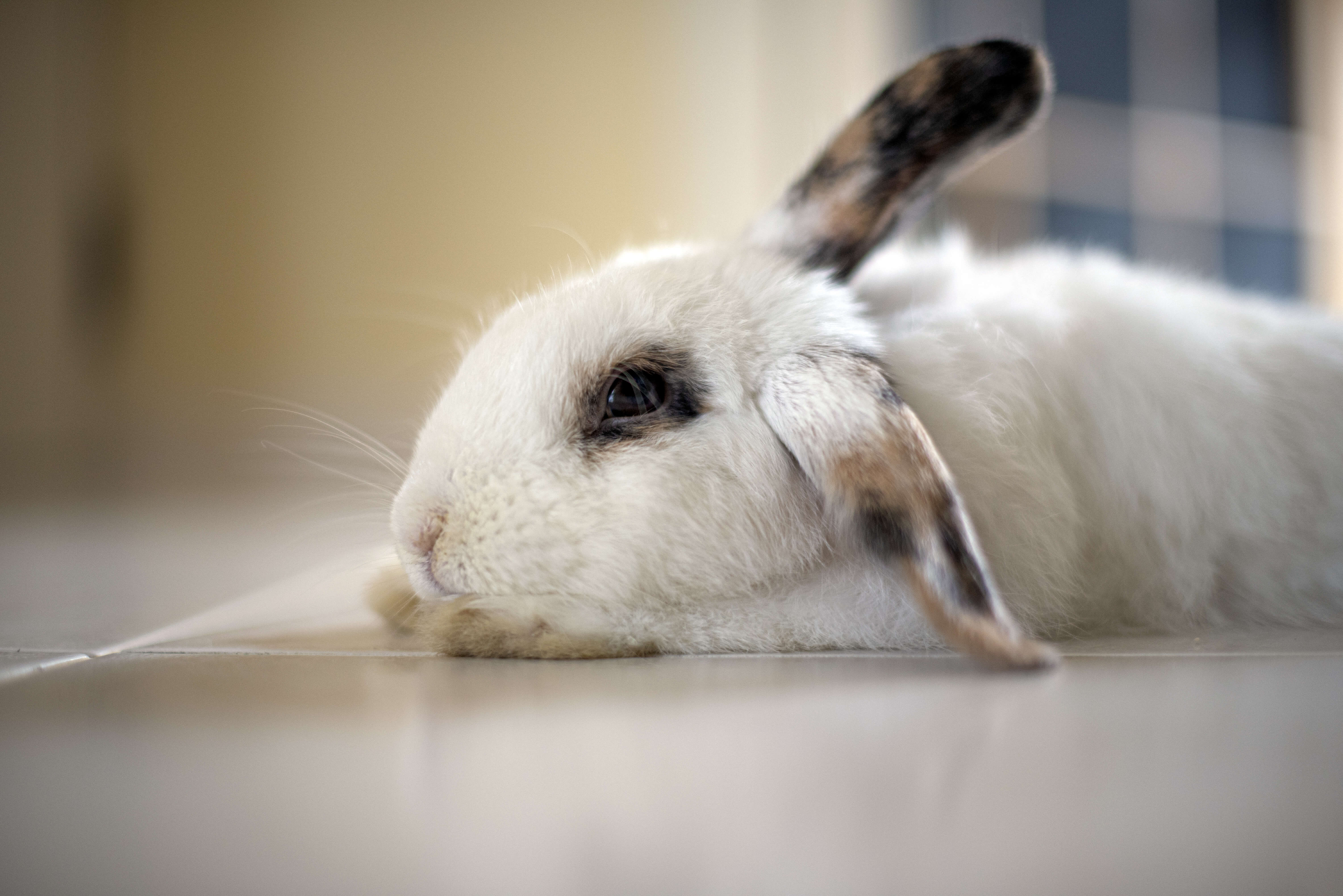 Bunny lying down. Photo by Albo/Shutterstock.com