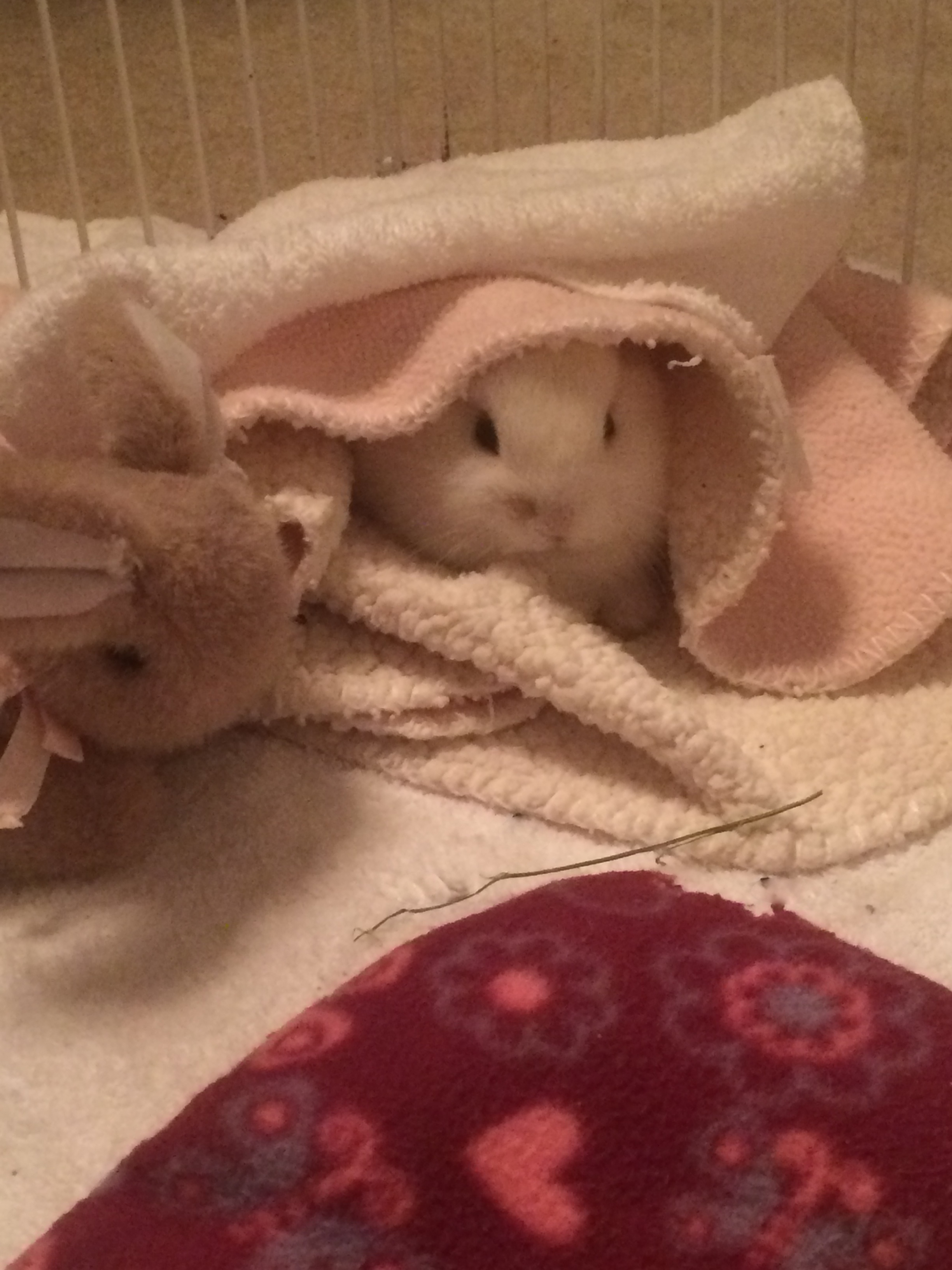 Rabbit Cages and other terrible ideas