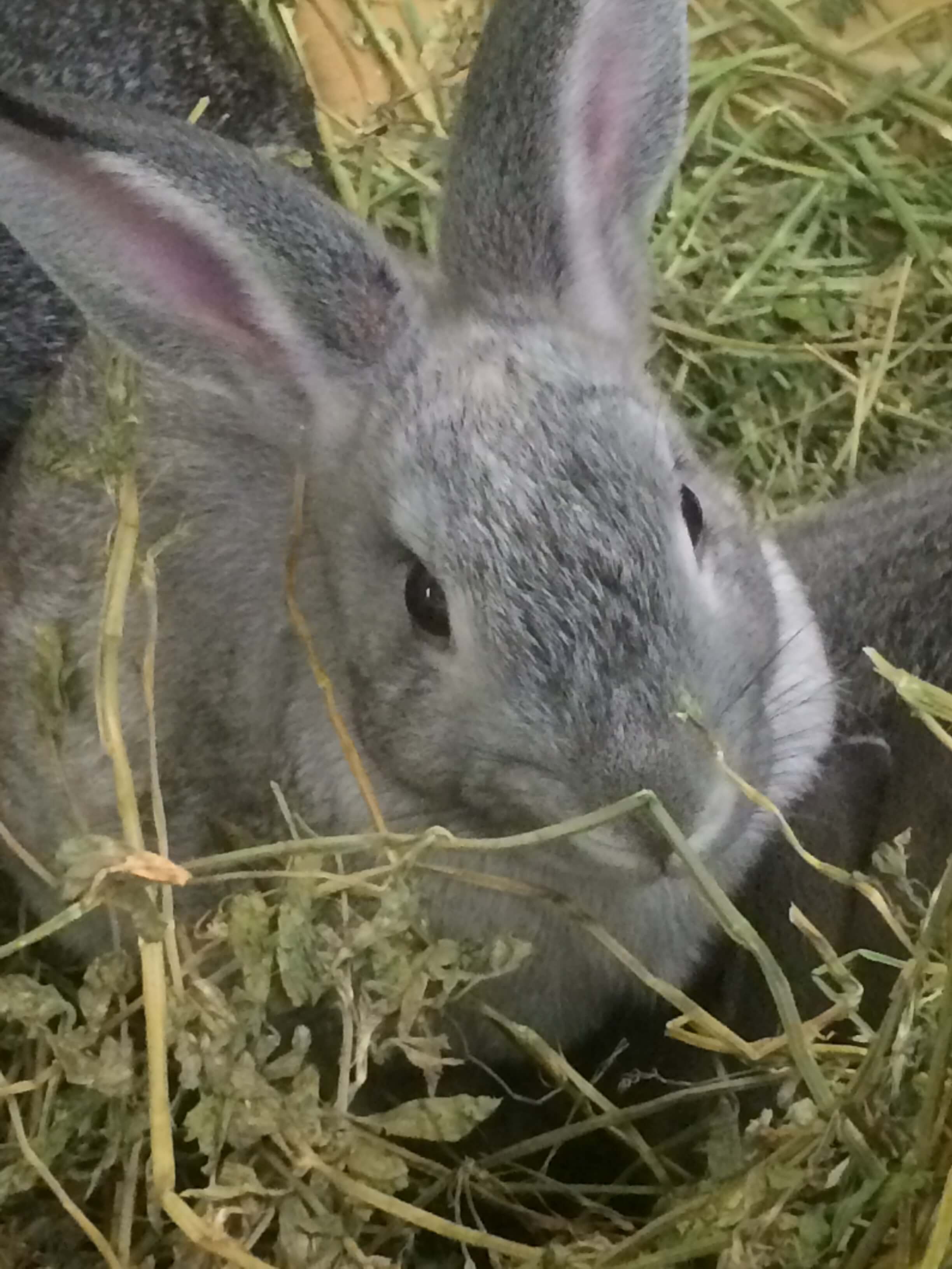 Litter box Training Rabbits