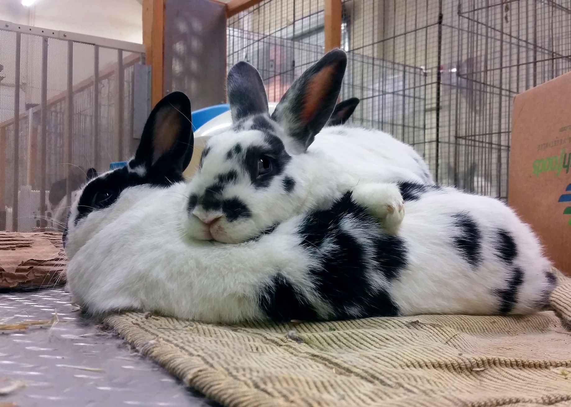 Identifying Rabbit Pain