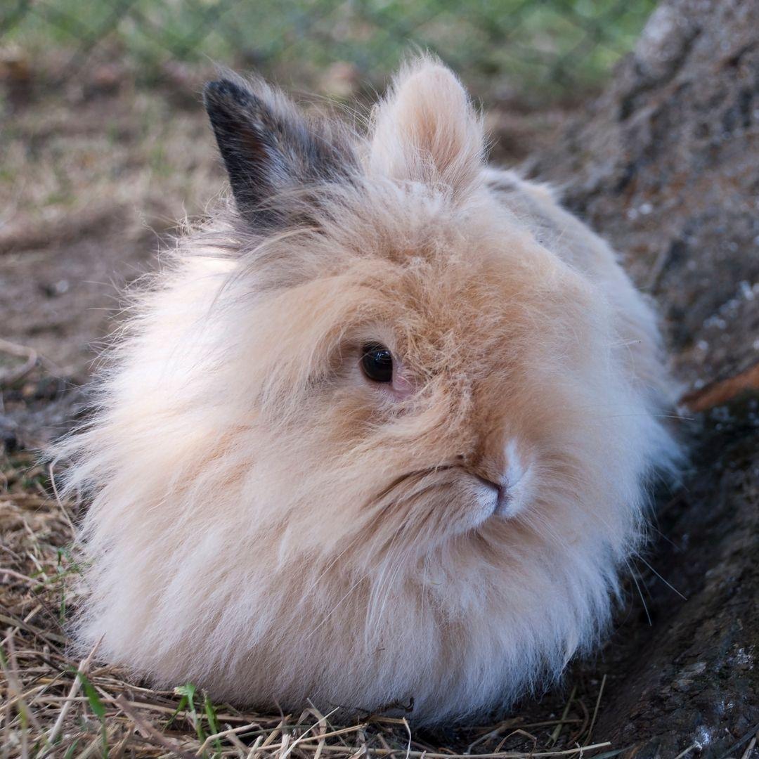 Update 74+ long haired rabbit - in.eteachers
