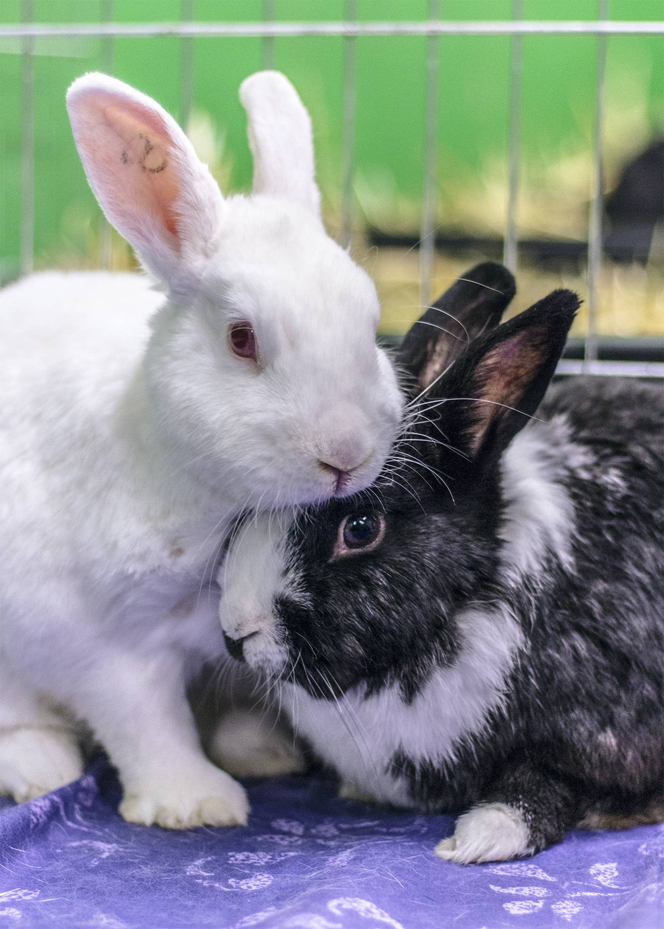 Shopping Rabbit Supplies
