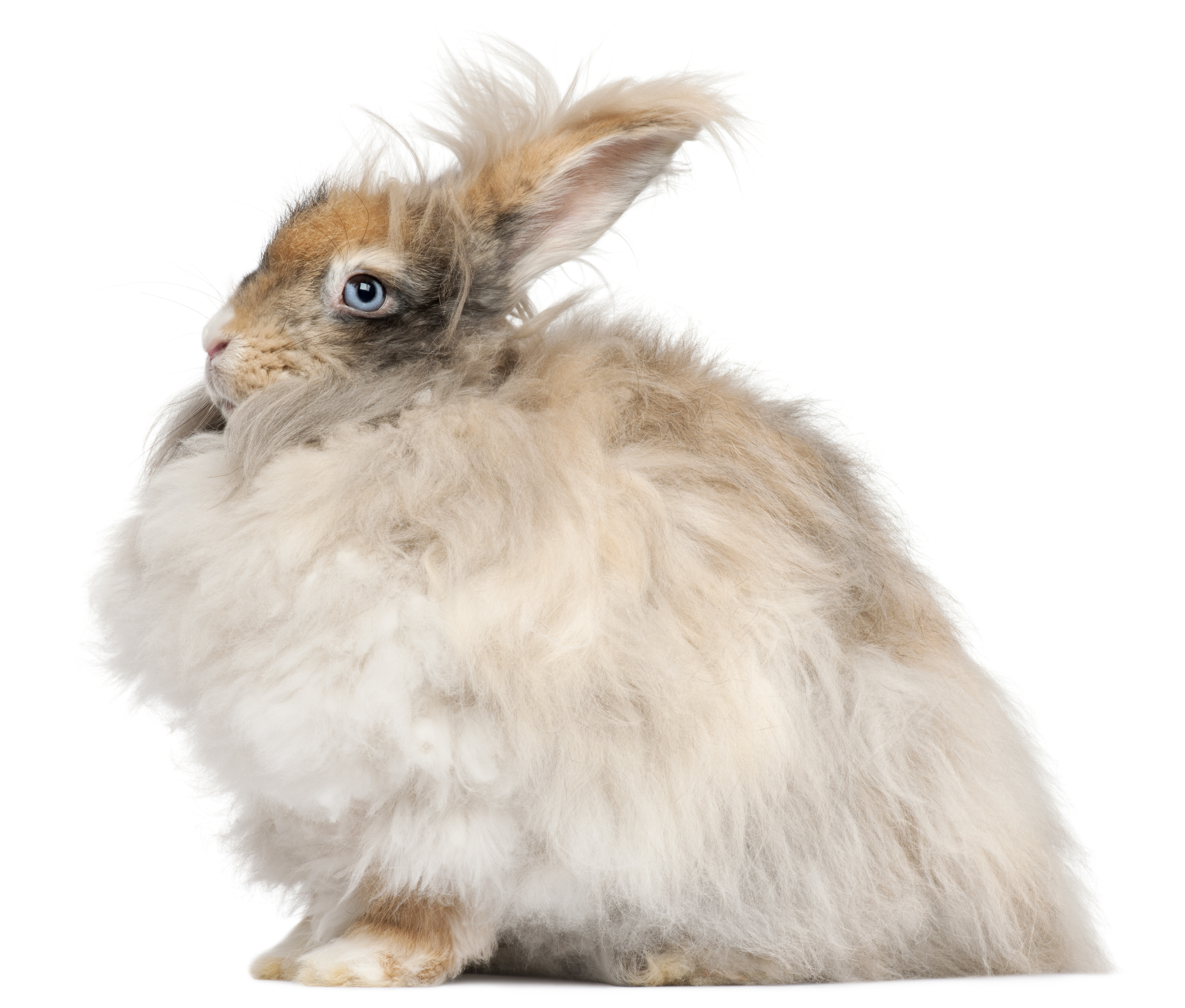English Angora