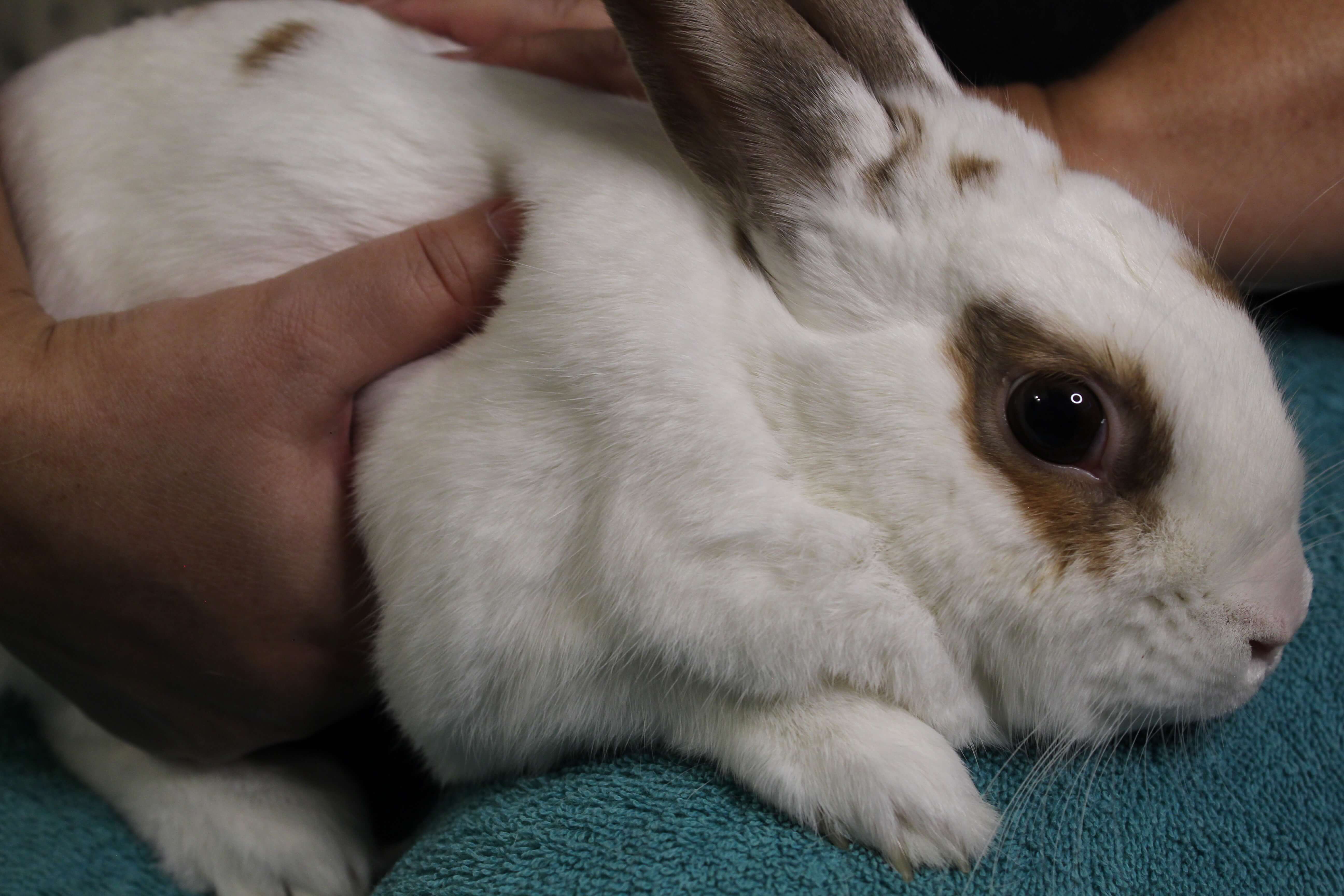 Showing how to feel a rabbit's stomach
