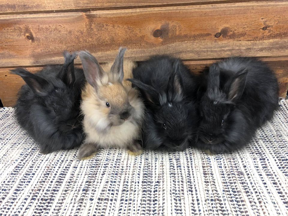 Grooming Long-Haired Rabbits