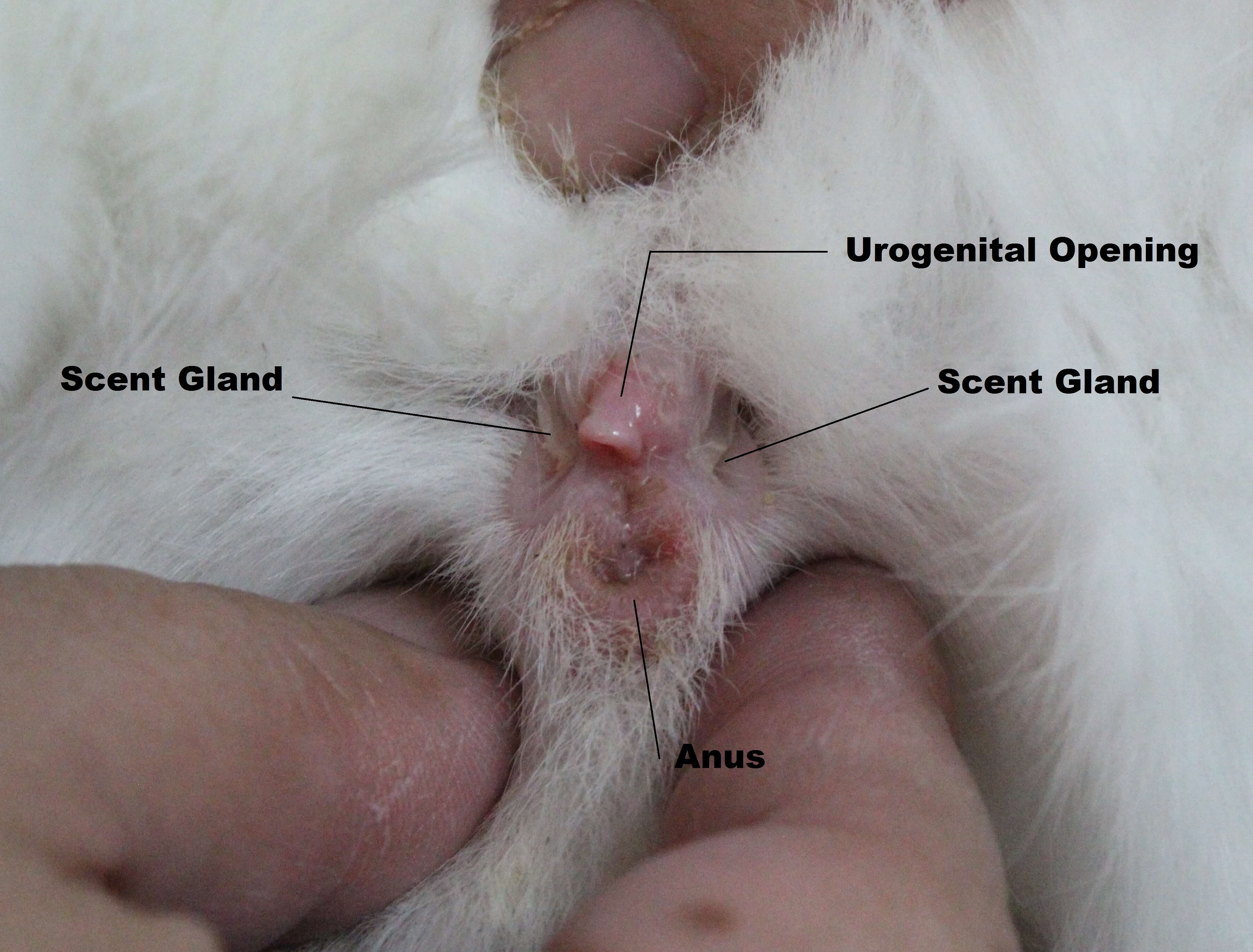 Importance of Trimming Your Pet's Nails