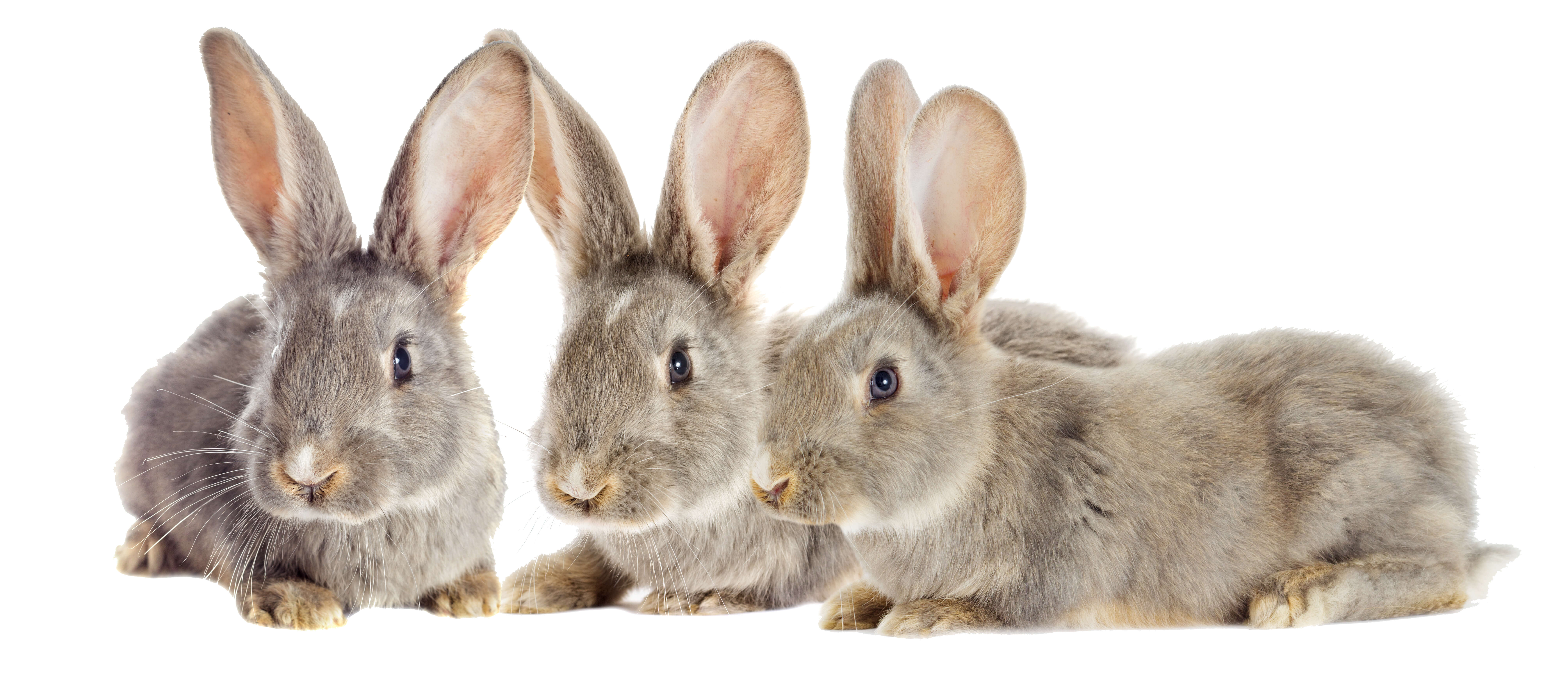 Rabbit personalities can be as rich and as different as their owners. It just takes some patience (and maybe a treat or two) to discover it!