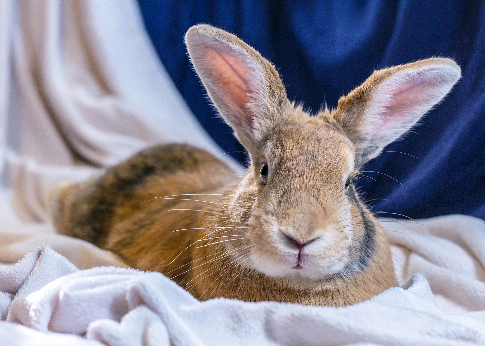 Shopping Rabbit Supplies