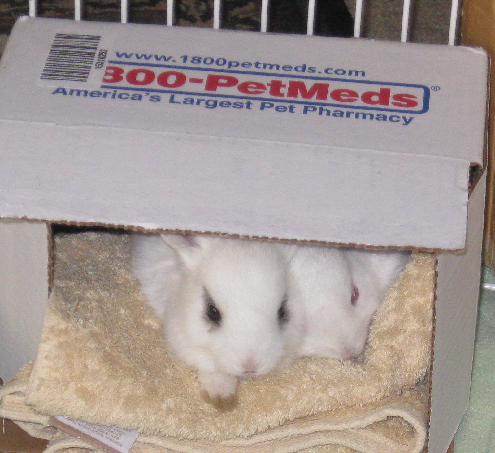 Airlines that allow store rabbits