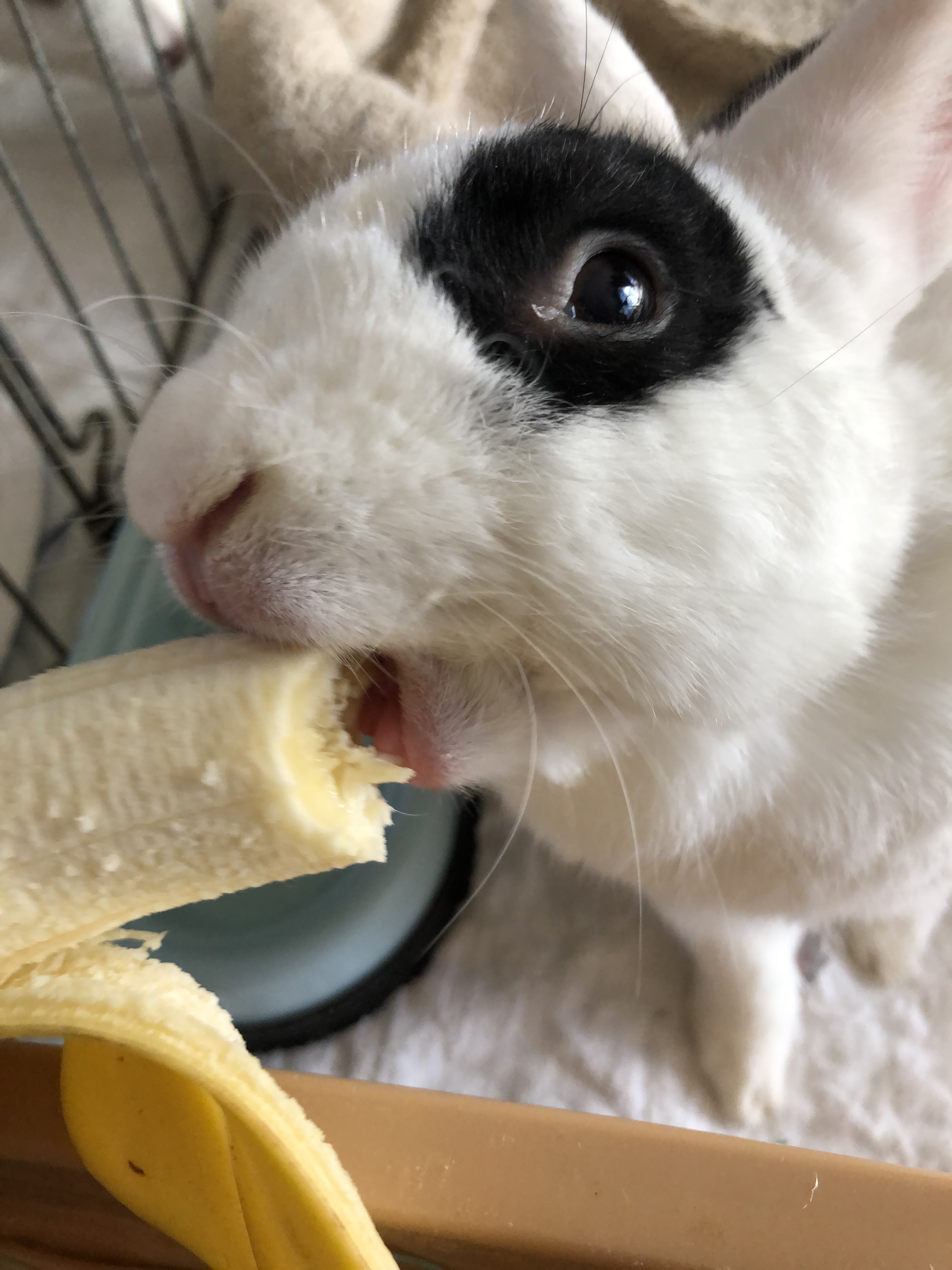 Safe treats for rabbits does not have to be complicated. It can be as easy as a small piece of fruit.