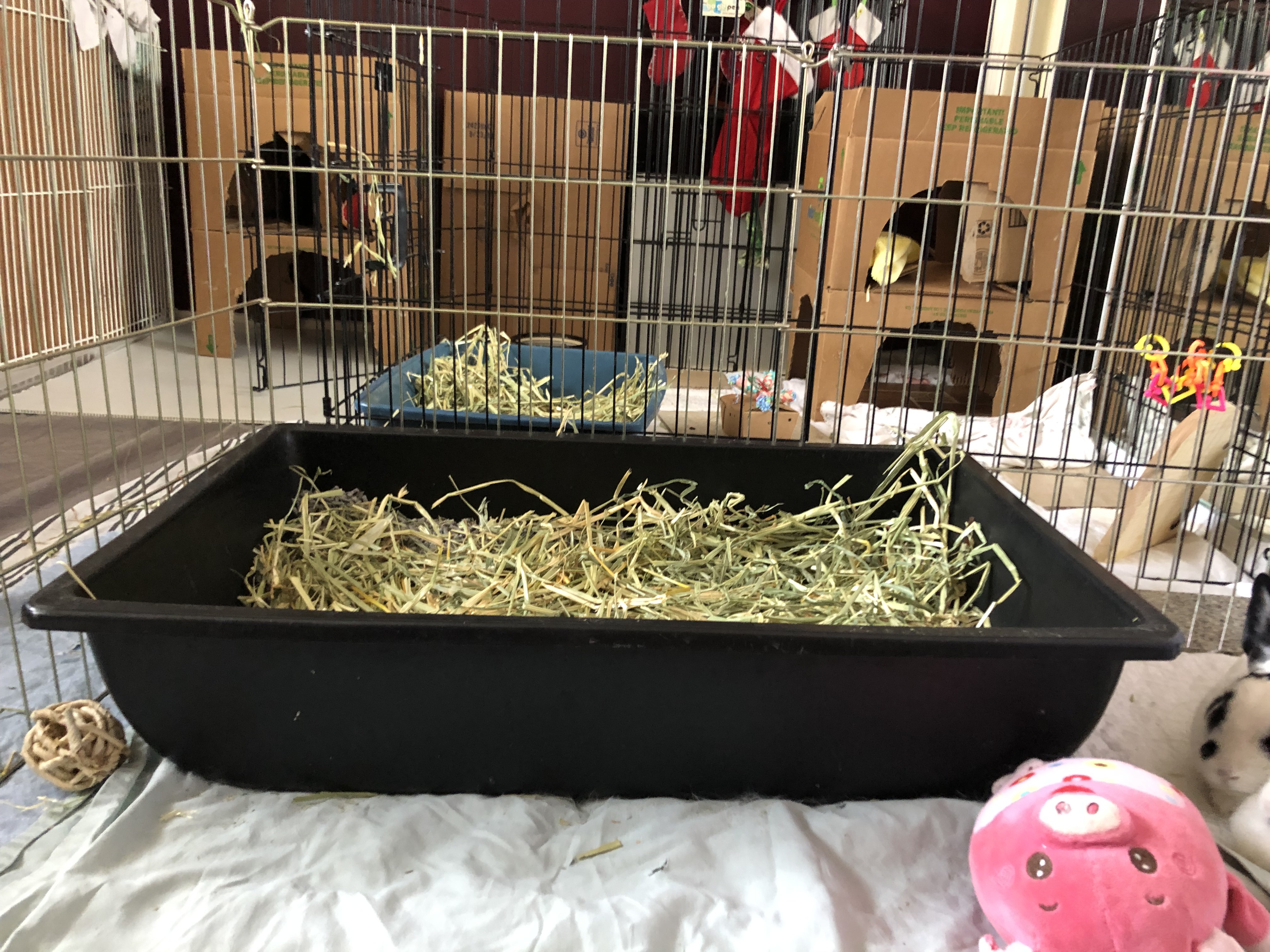 Do rabbits use a litter box clearance