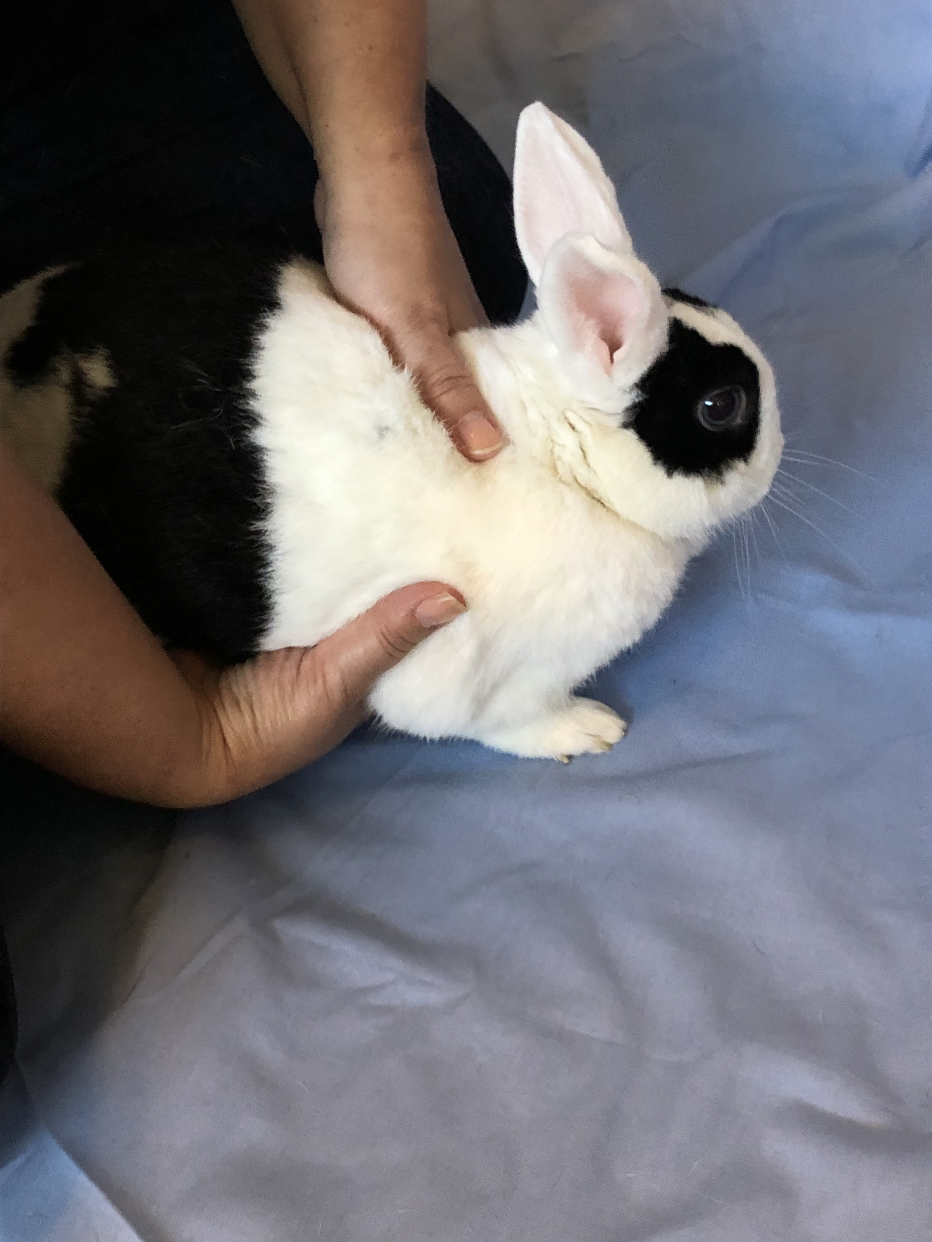 Handling Rabbits
