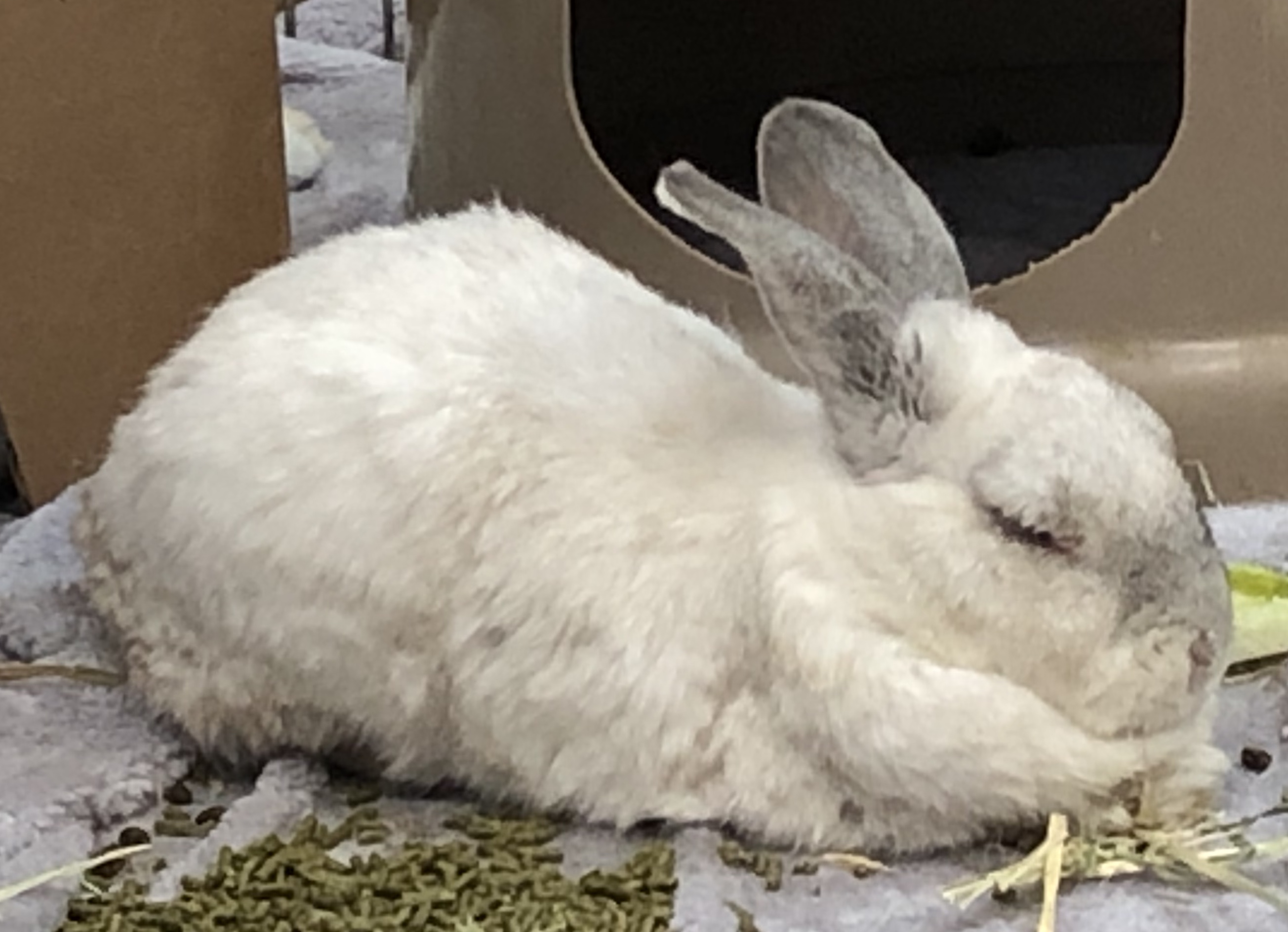 Identifying Rabbit Pain