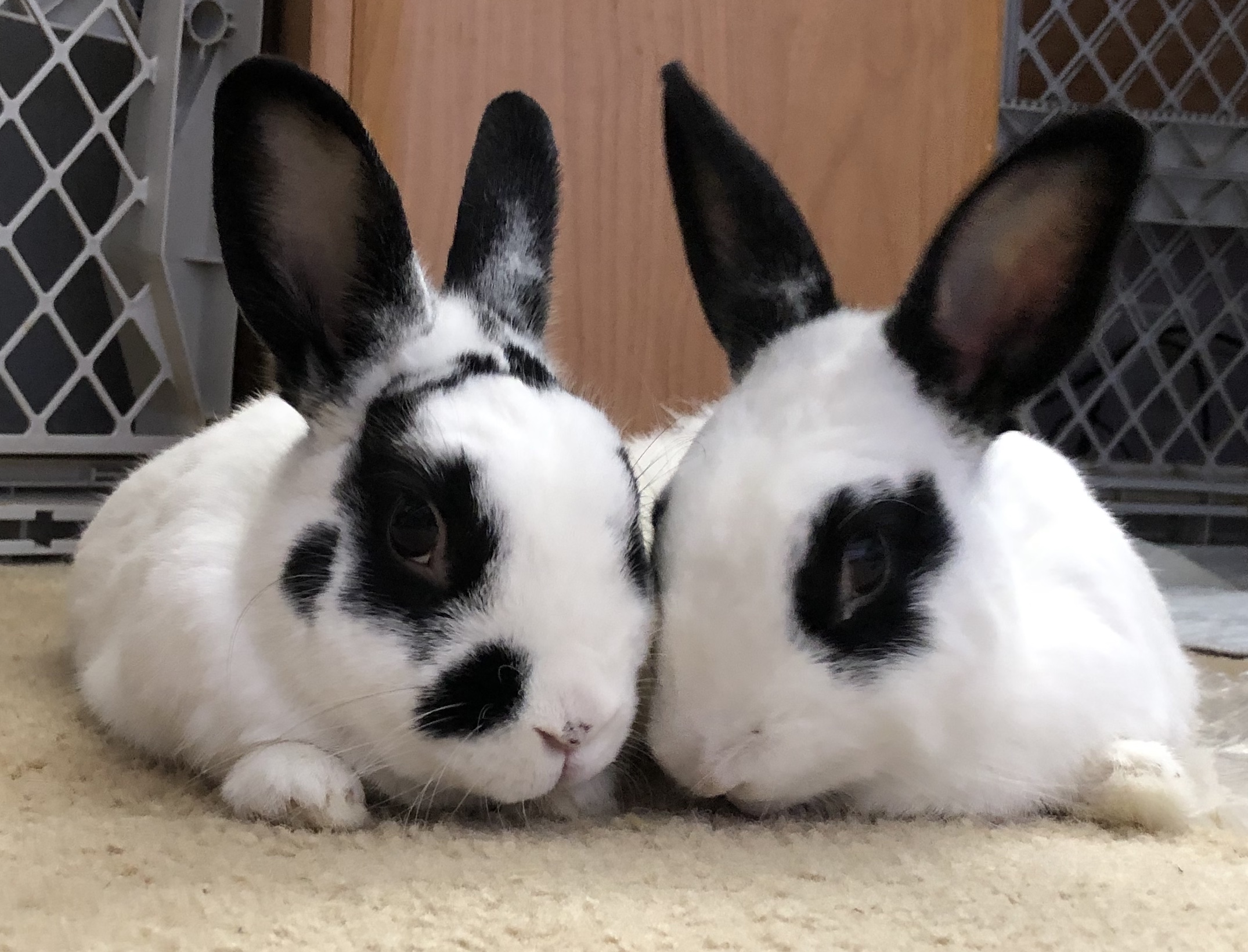 Spaying and neutering your rabbits is one of the most important things you can do for your bunnies.