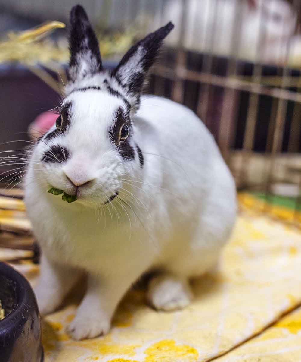 Rabbit banging hutch cheap