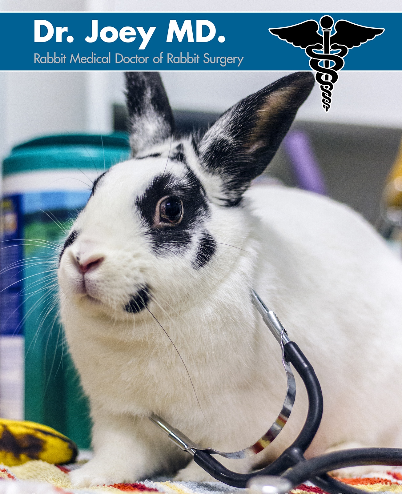 vets that specialize in rabbits