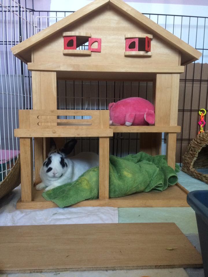 Housing rabbits Inside or outside? Where is the best place to house your pet bunny?