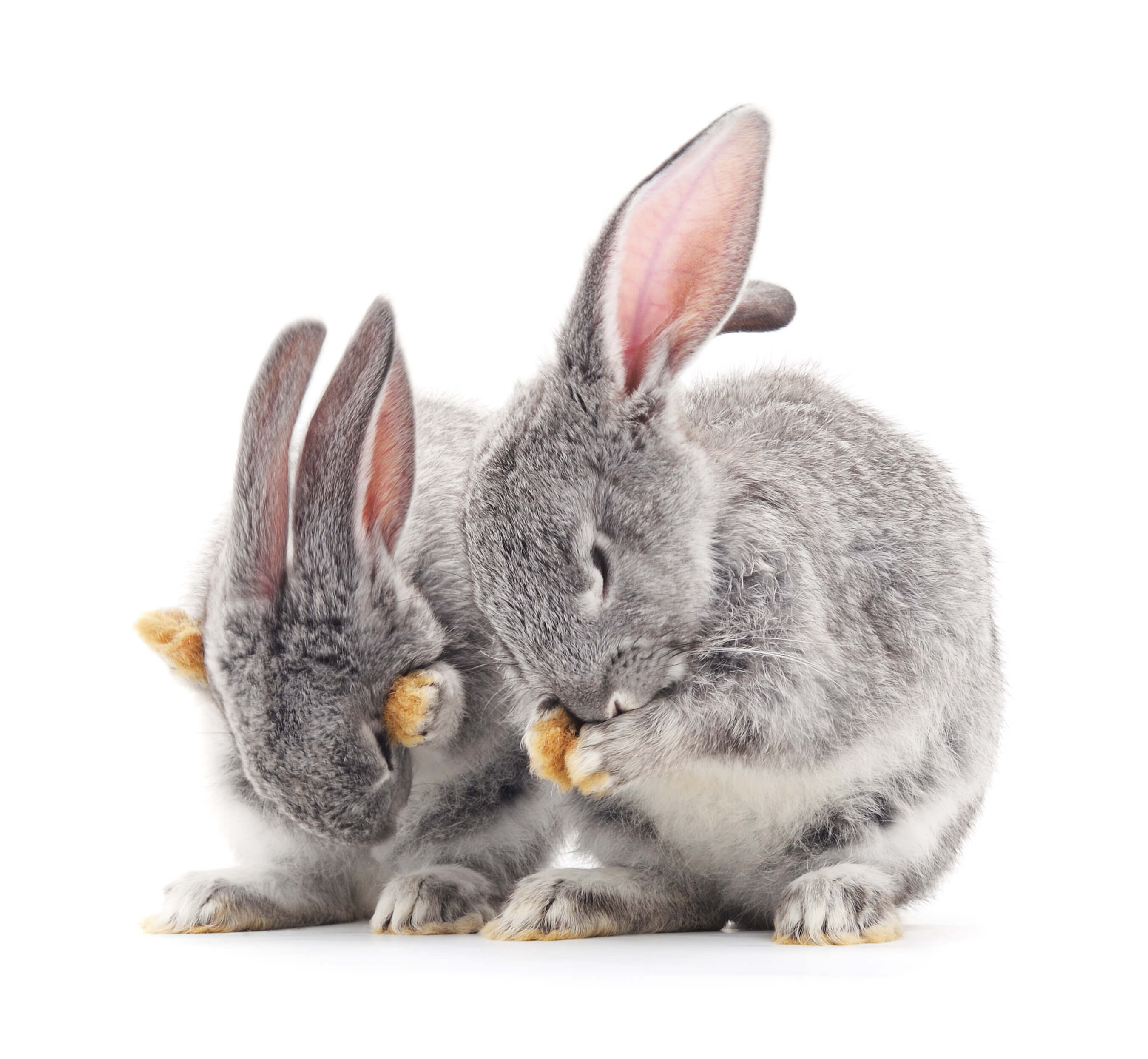 Rabbit grooming services are available for short and long-haired bunnies and every sort of rabbit in between. 