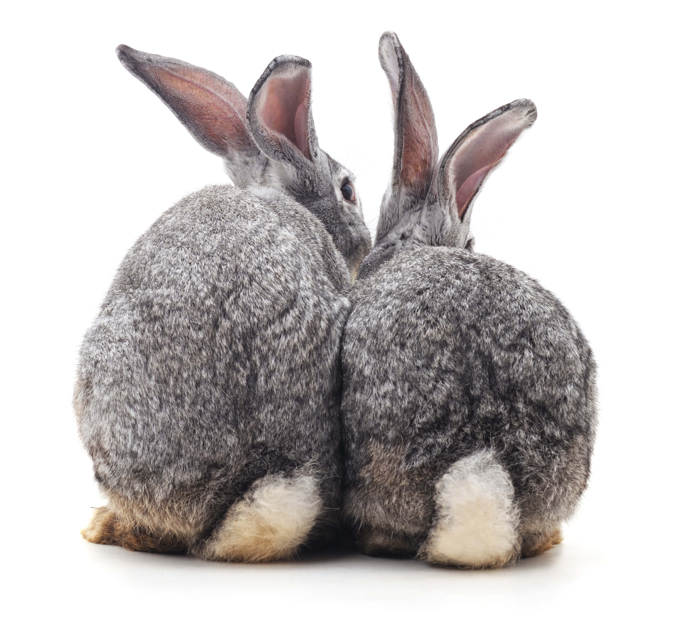 Bonding rabbits can seem like a mysterious process. Here are answers to some of the most common questions.