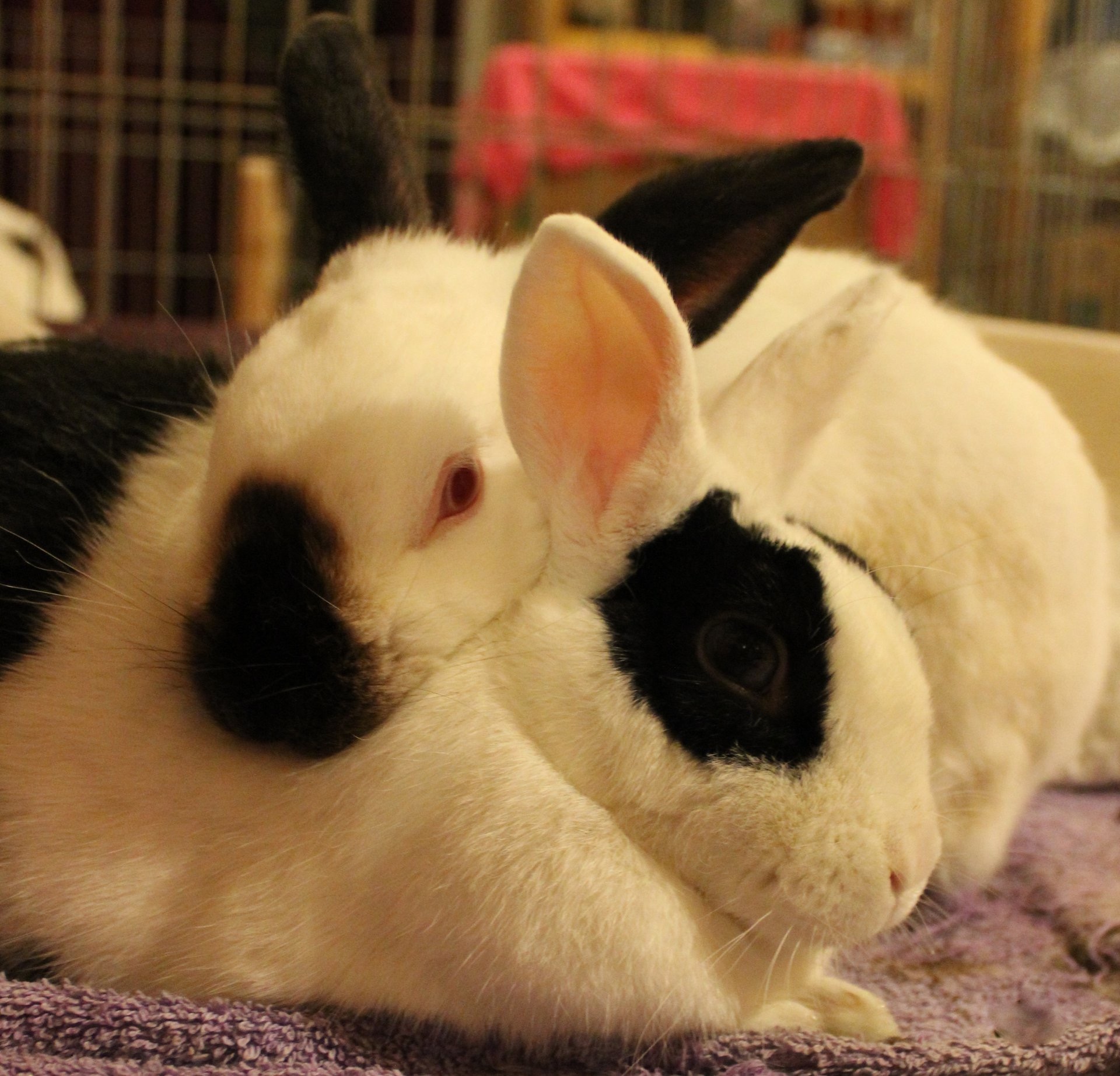 Friends sales of rabbits