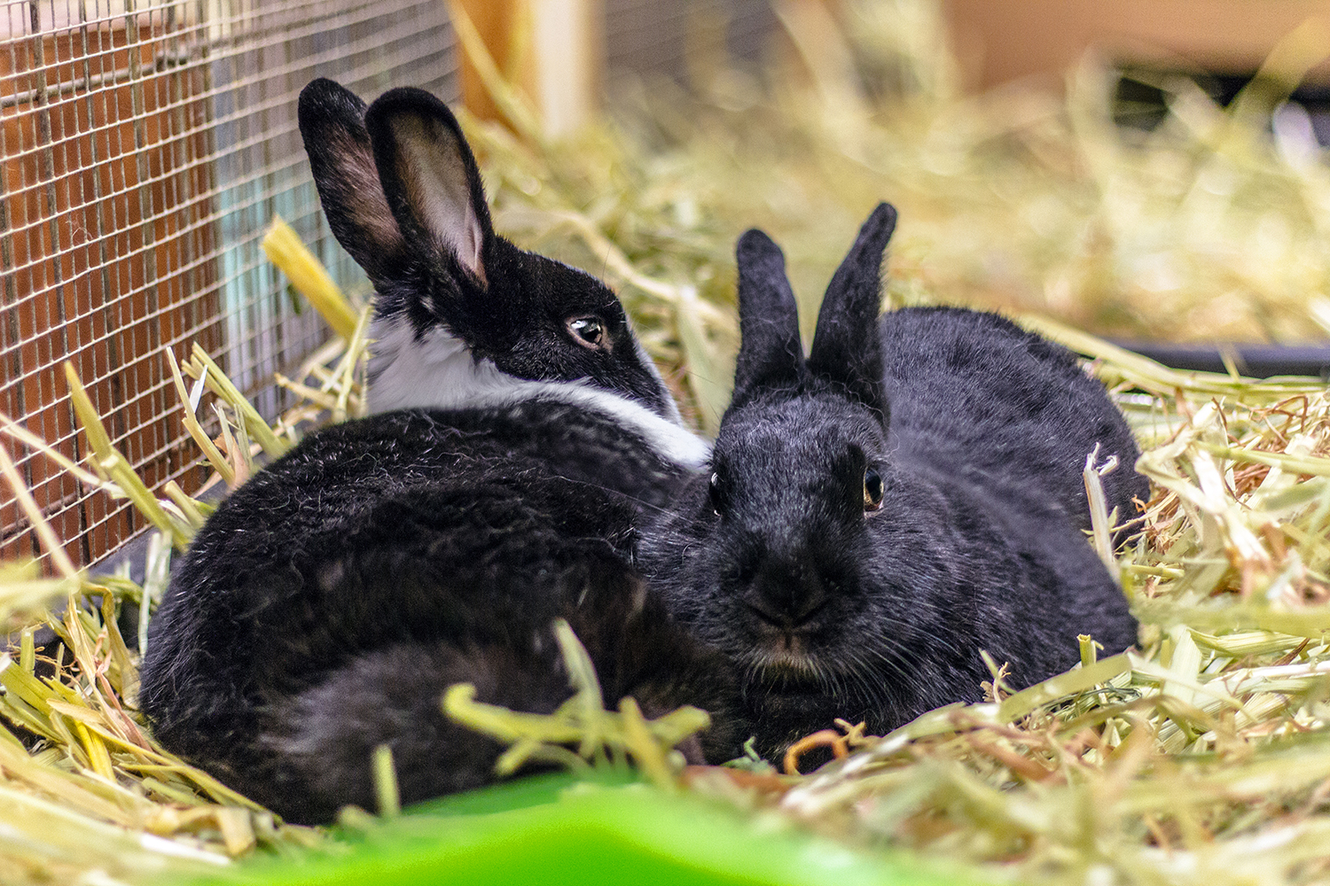 Litter box Training Rabbits