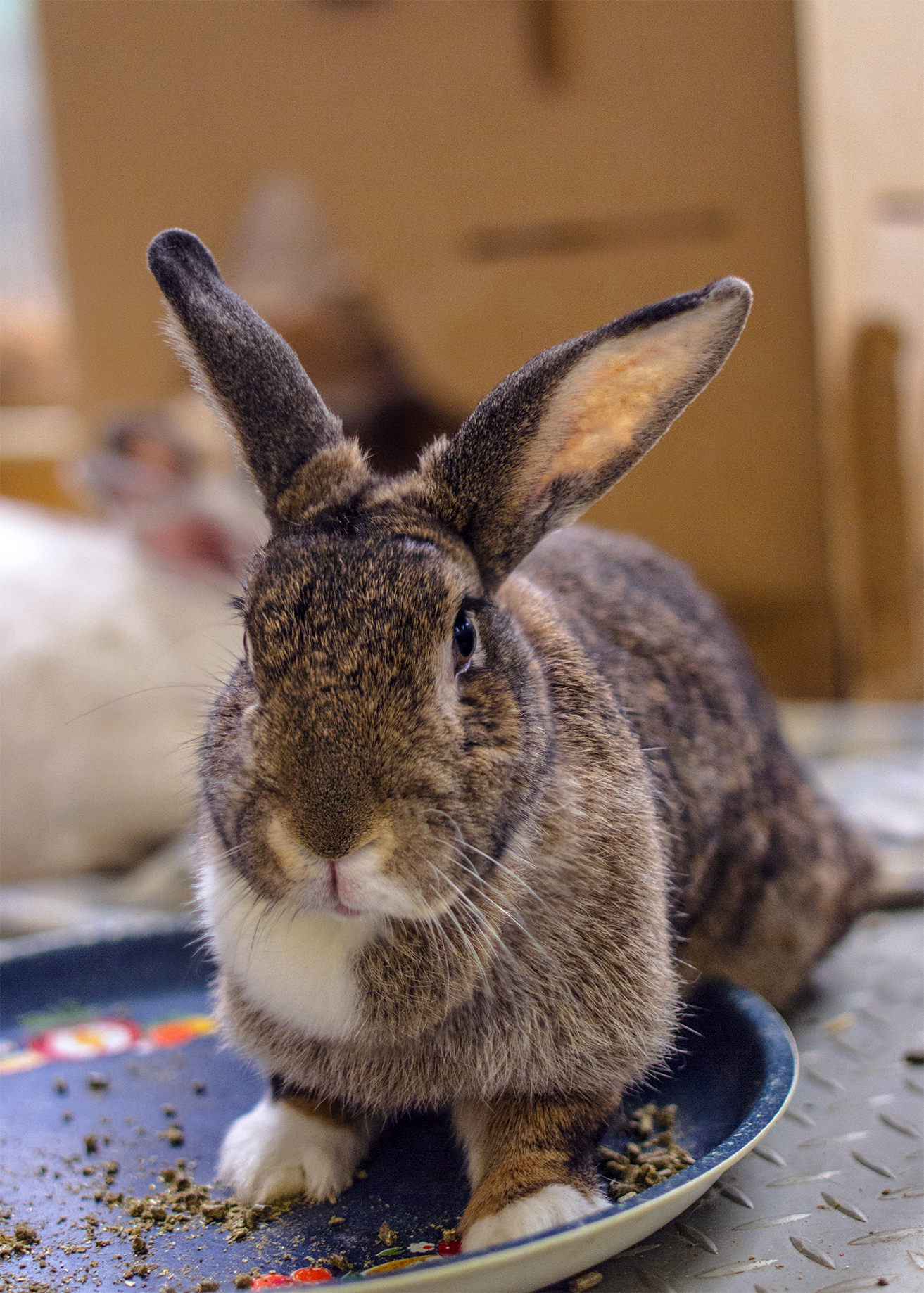 Rabbit pellets are another topic that can cause a great deal of debate in the rabbit community.