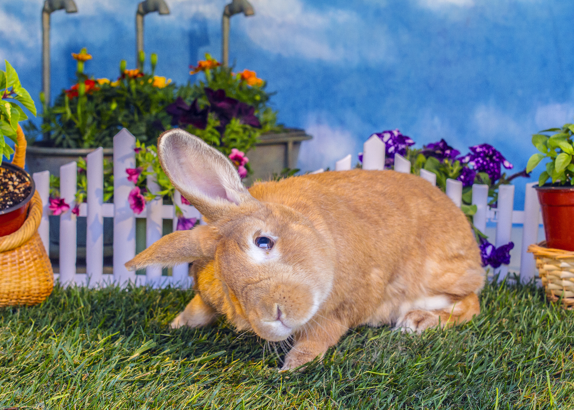Rabbit shop losing balance