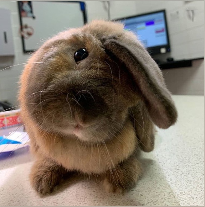 Head tilt in rabbits is not unusual. How well a rabbit recovers from this condition depends on the cause.