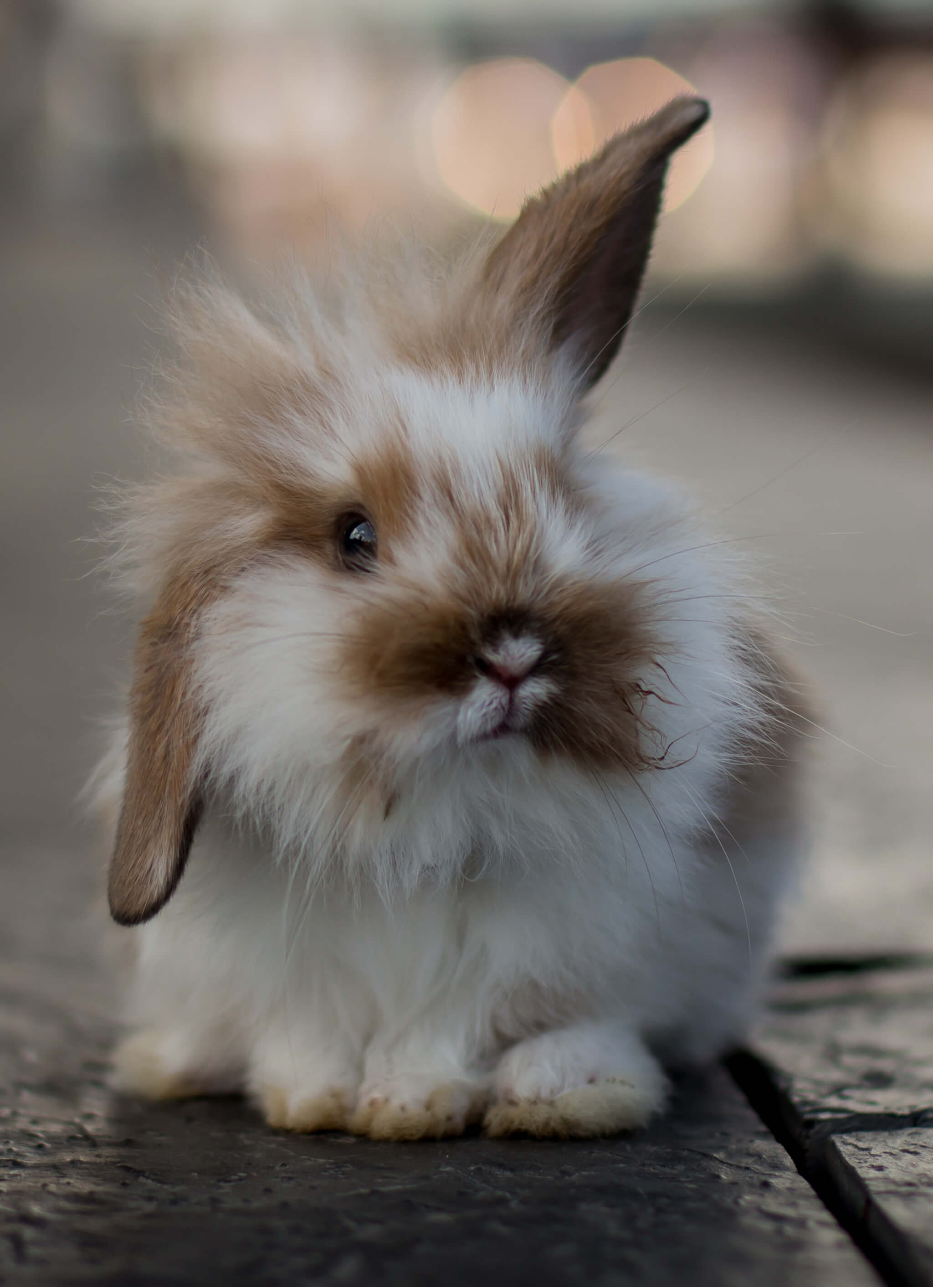 Grooming rabbits is a necessary part of bunny ownership, but it doesn't have to be a terrifying ordeal.  