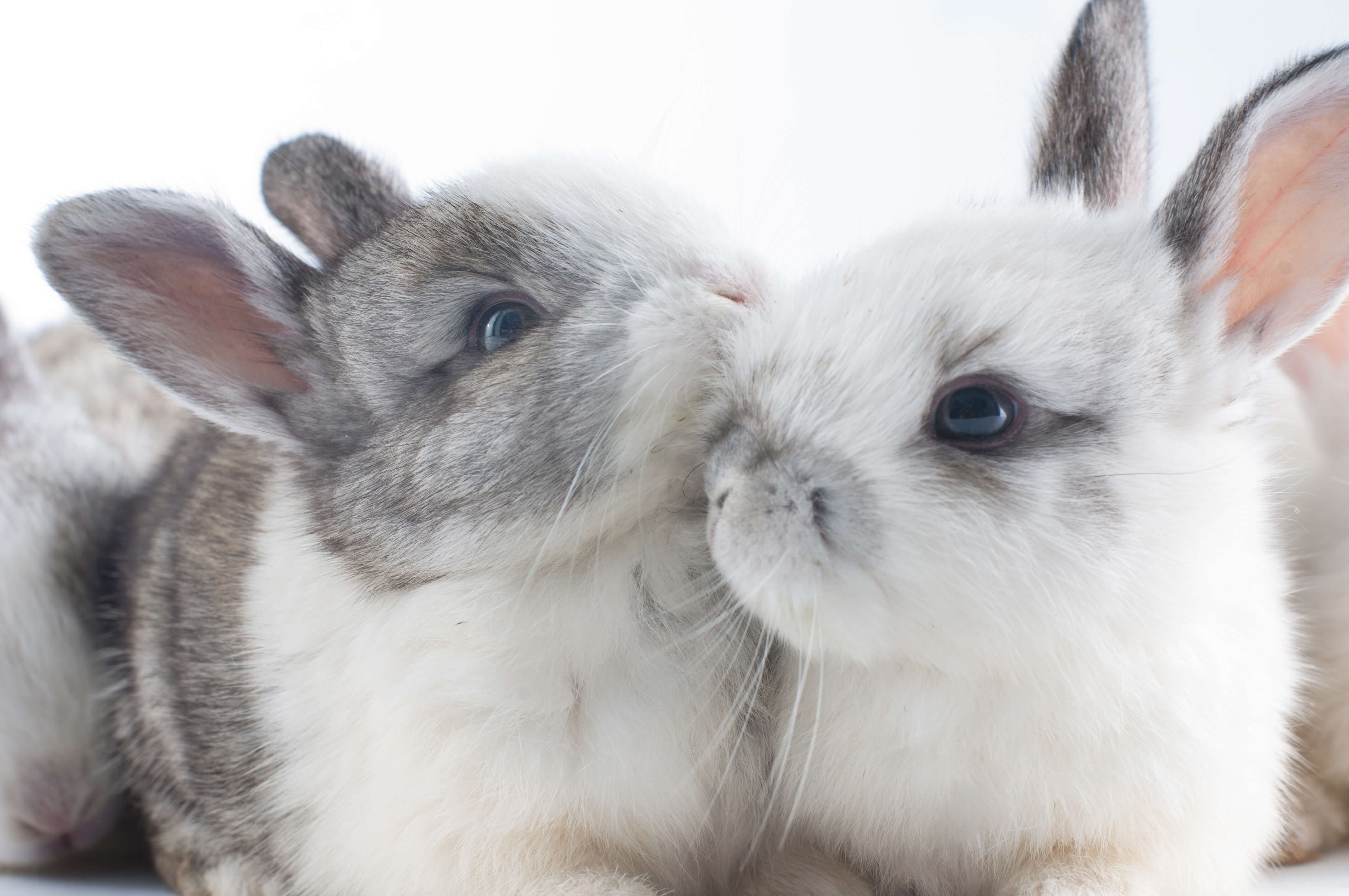 Bonding rabbits is often the most challenging aspect of bunny ownership. Read why it's important and how to introduce a new rabbit to your family.