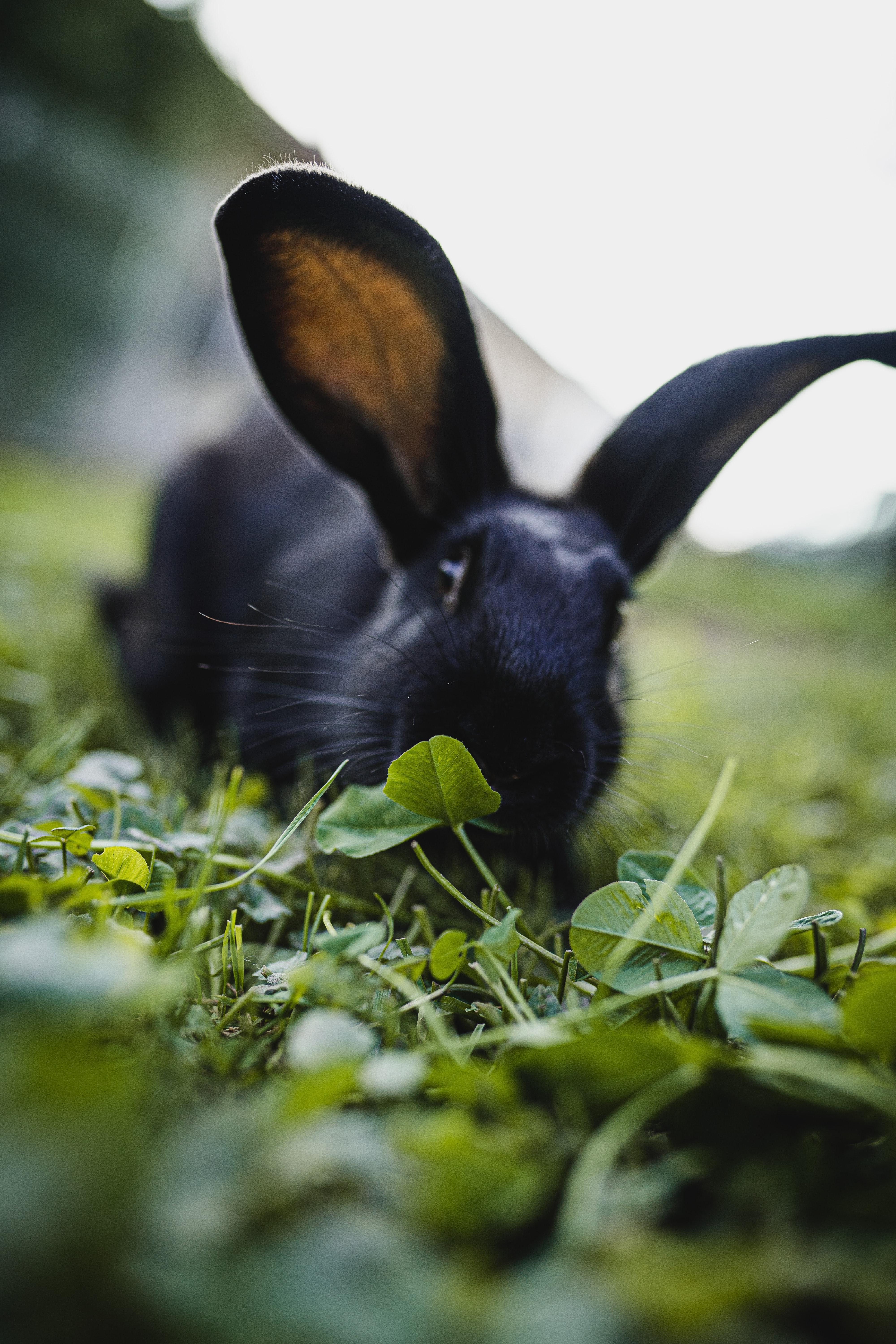 Toxic plants can mean several things. 