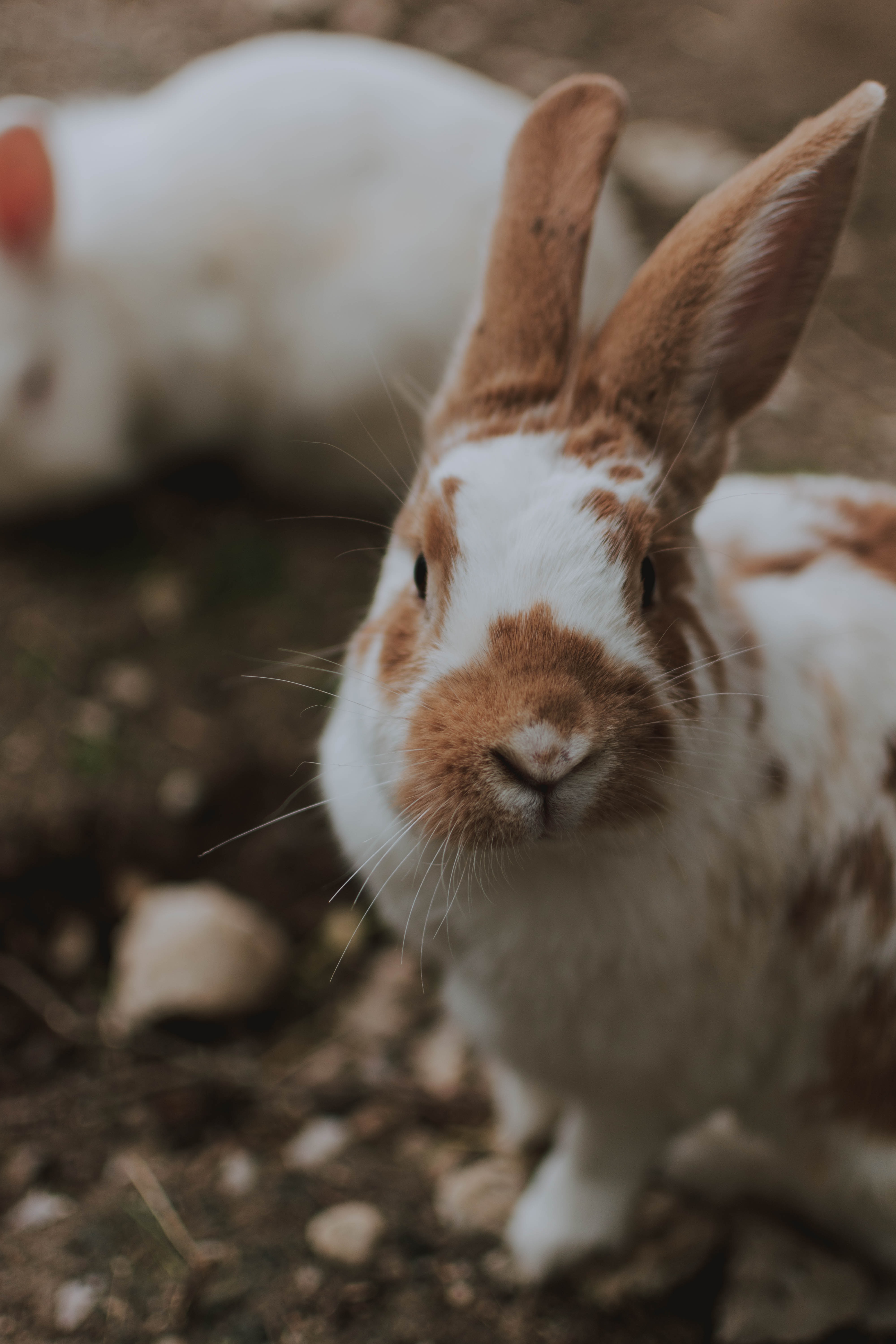 Why Do Rabbits Have Different Colored Eyes?