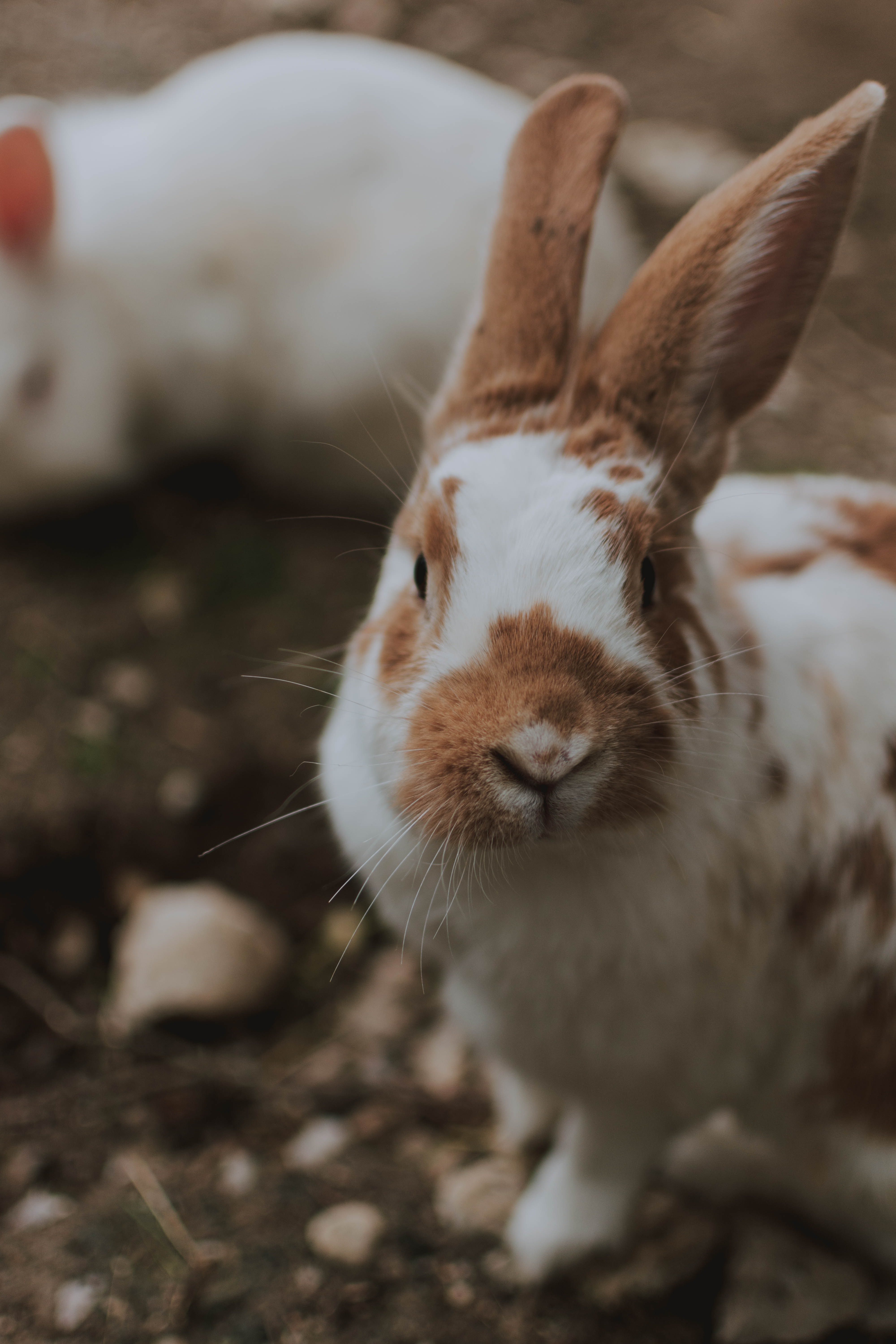 Rabbit poop can tell you a great deal about the health of a rabbit. That is why owners obsess over the size, quantity and quality of their rabbit's poop.