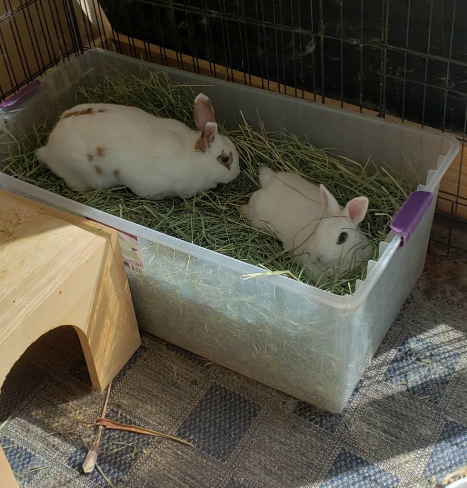 bunny litter box