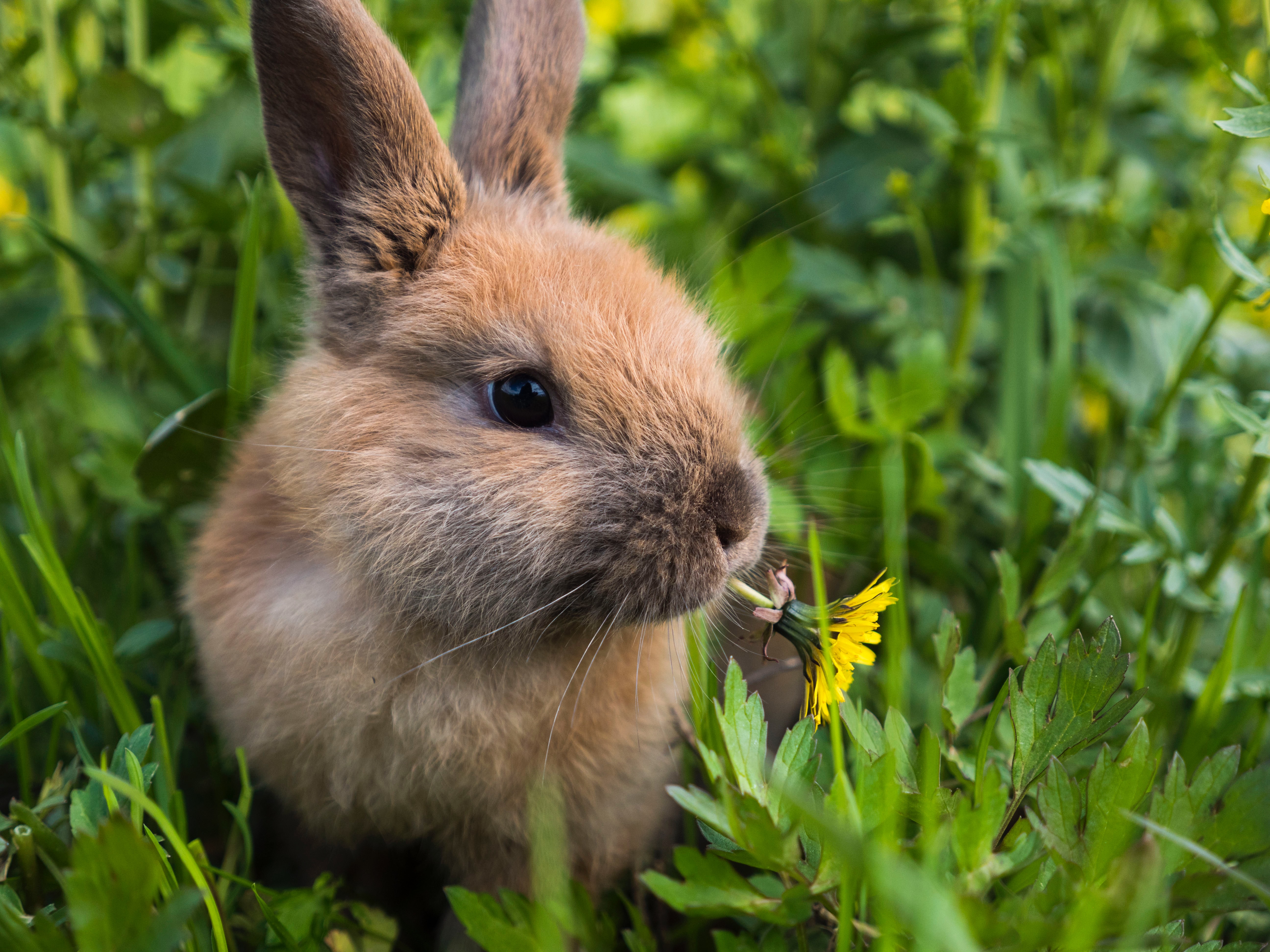 GI stasis in rabbits in the most common condition owners will encounter at least once in their bunny's life.