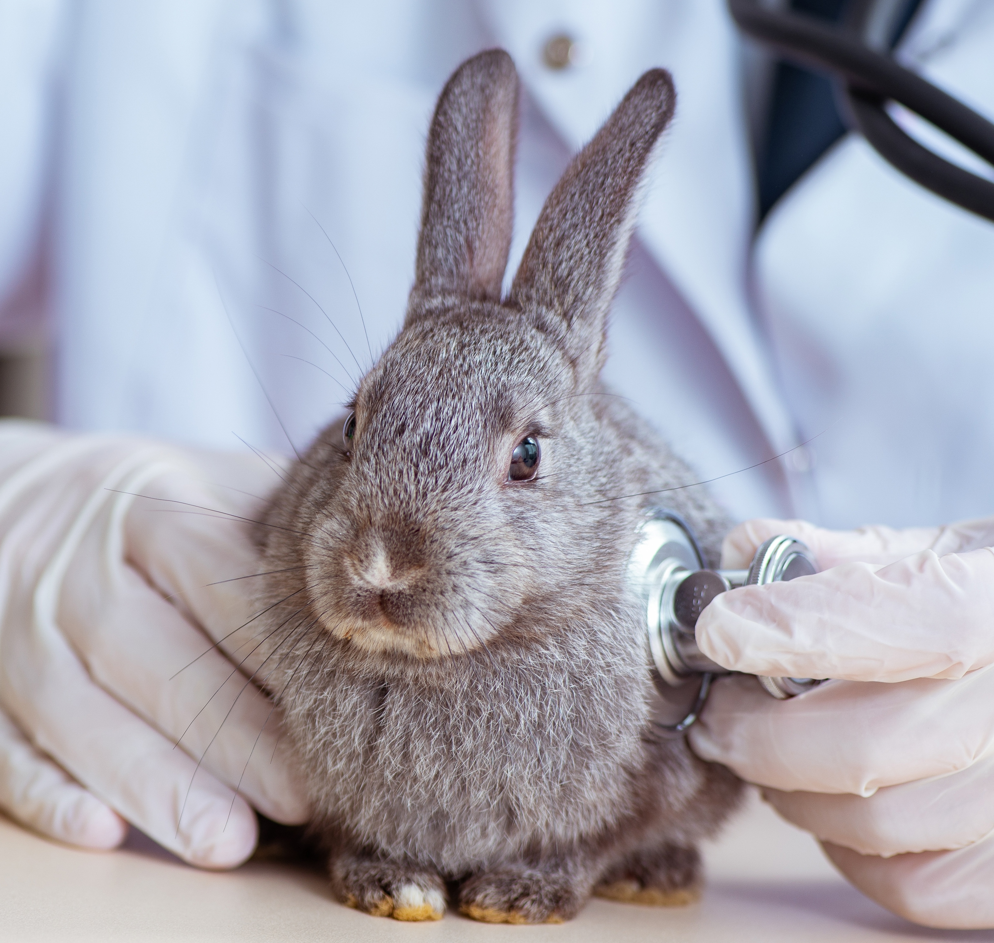 Identifying rabbit pain can be tricky for us owners. Since rabbits are prey animals, they do not like to advertise when they are not feeling well.