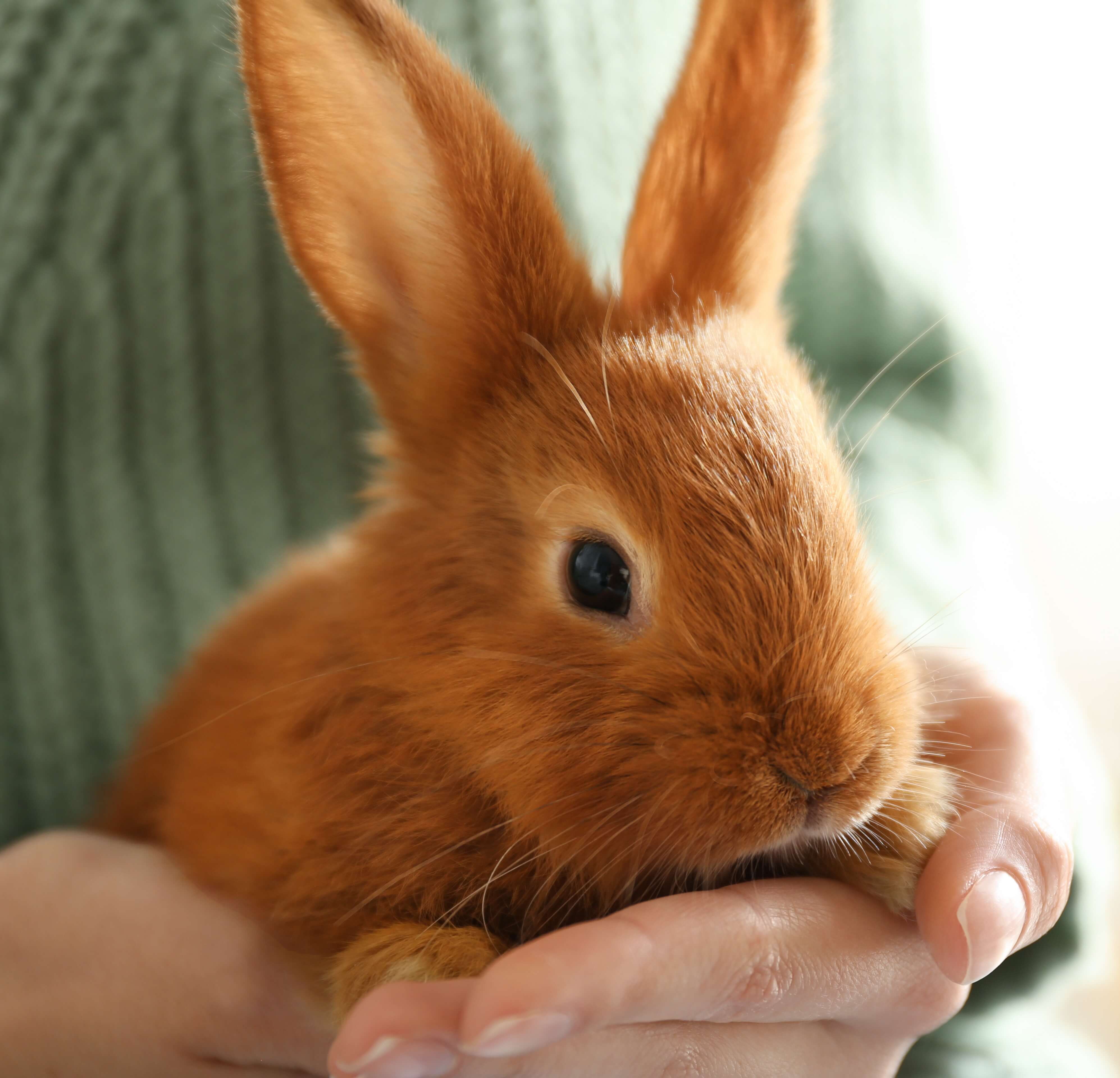 Handling rabbits is one of the most stressful things for new rabbit owners to learn.