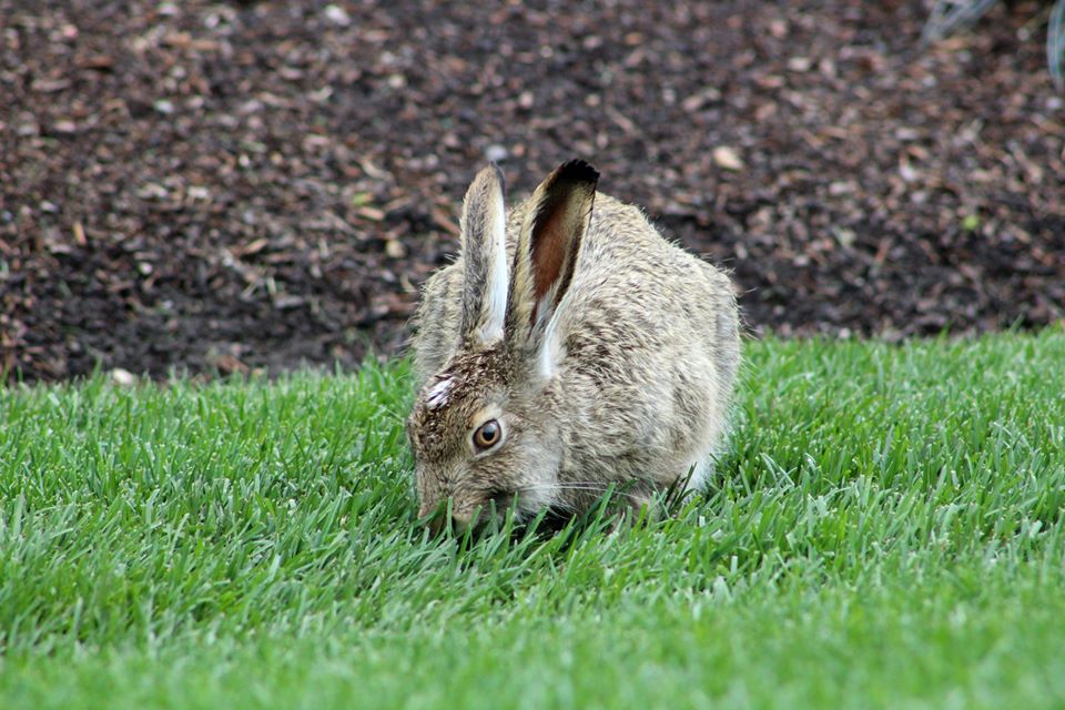 Rabbit Hemorrhagic Disease Virus (RHDV) is a highly contagious and extremely deadly disease that affects rabbits only.