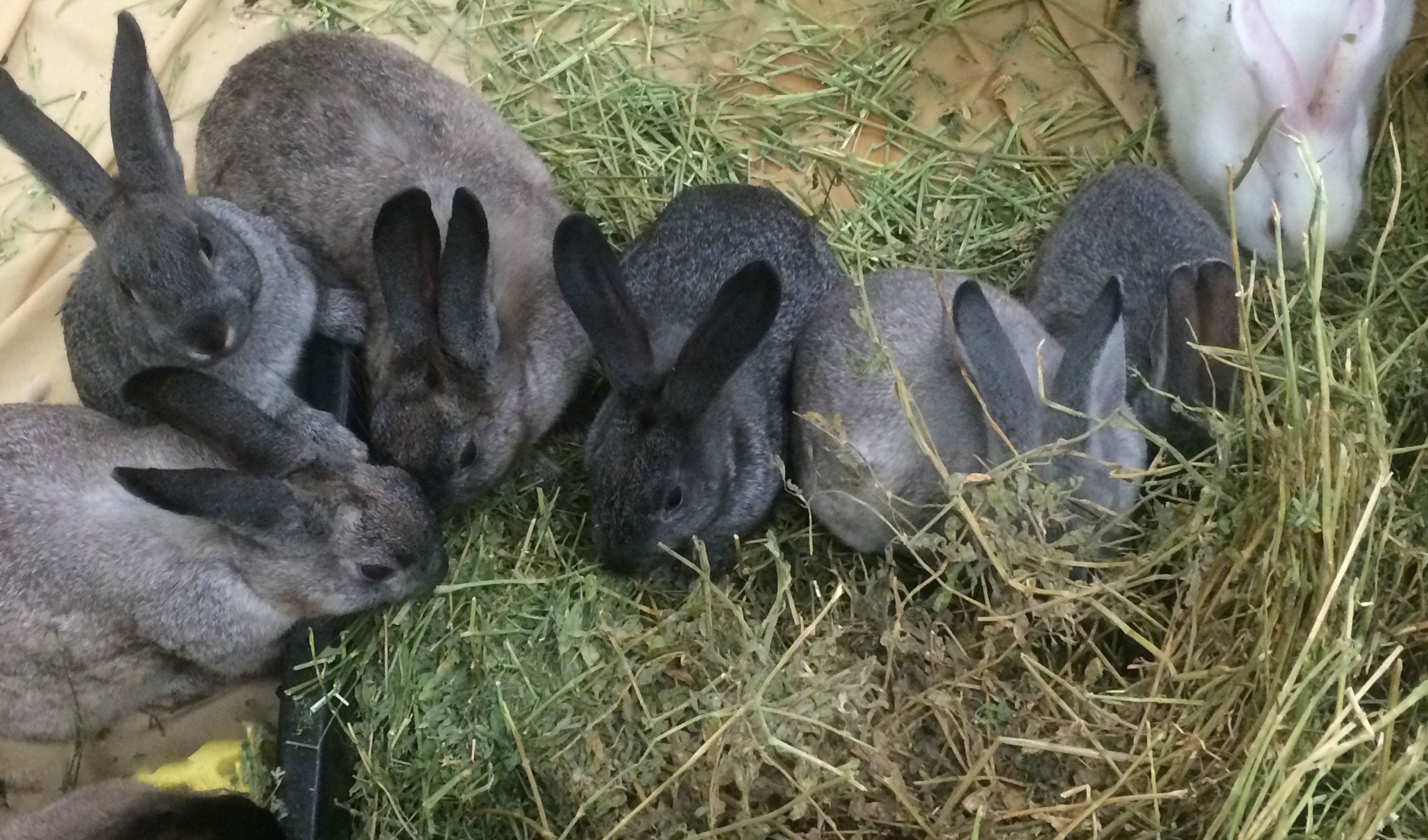 Litter box training rabbits is not complicated. Just as cats, rabbits gravitate naturally to the litter box. 